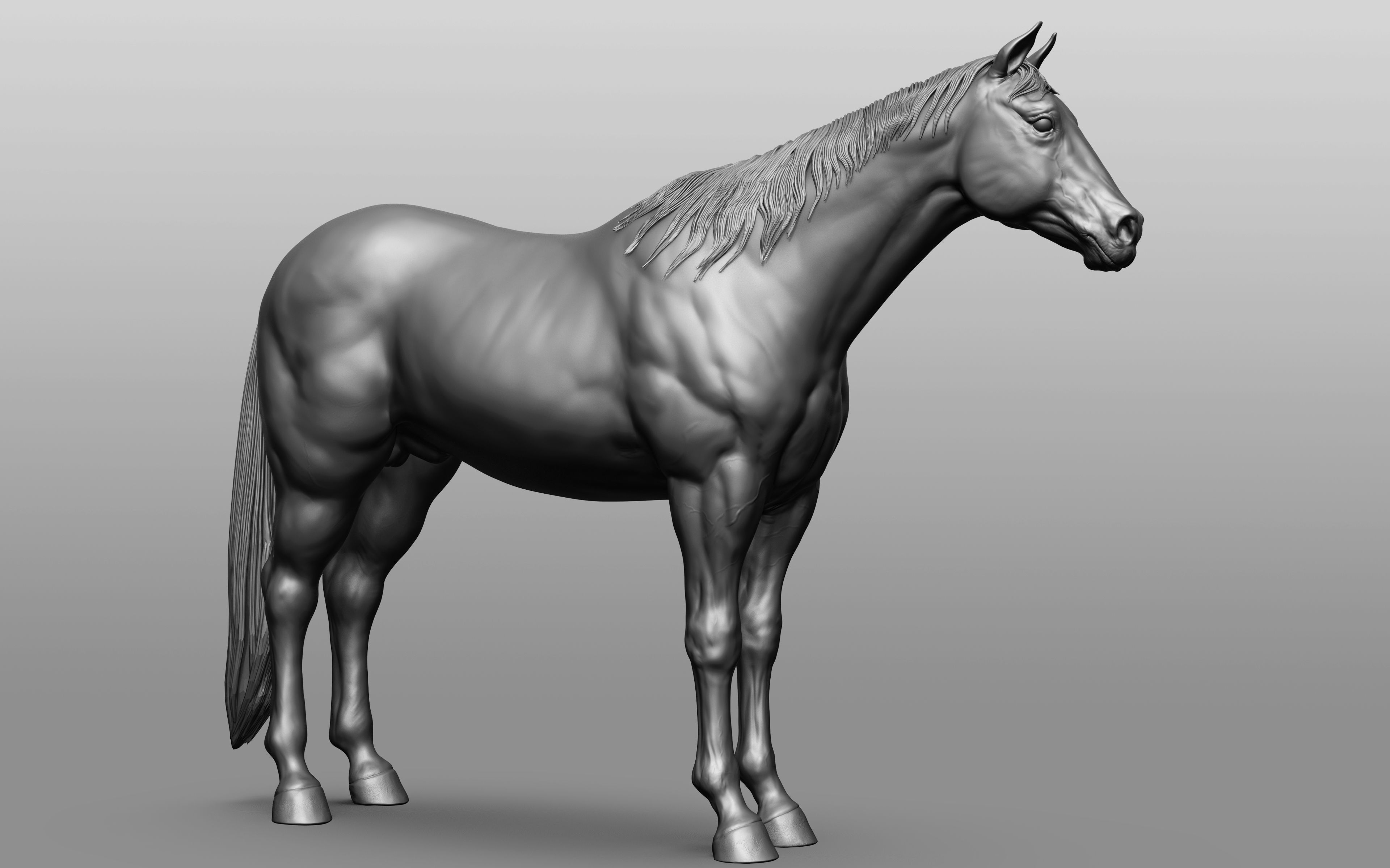 6 Horse types 3D model_81