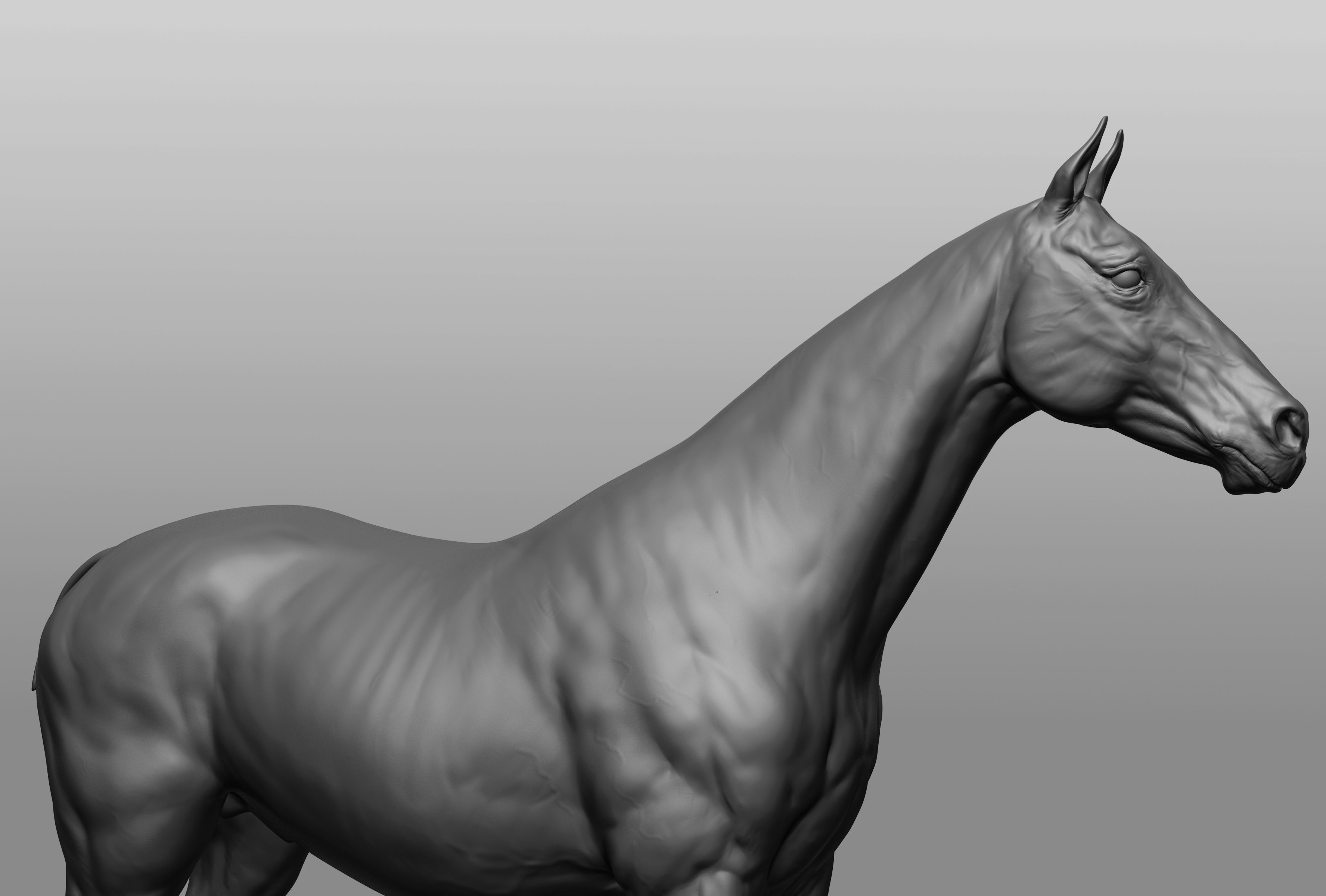 6 Horse types 3D model_38