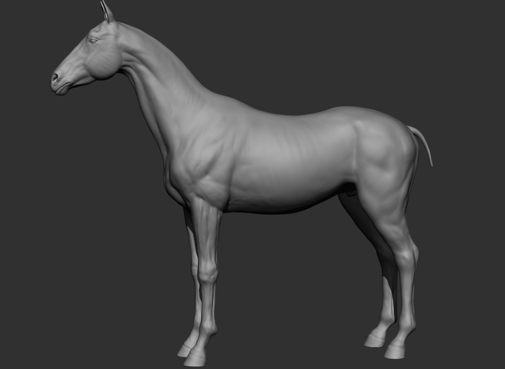 6 Horse types 3D model_98
