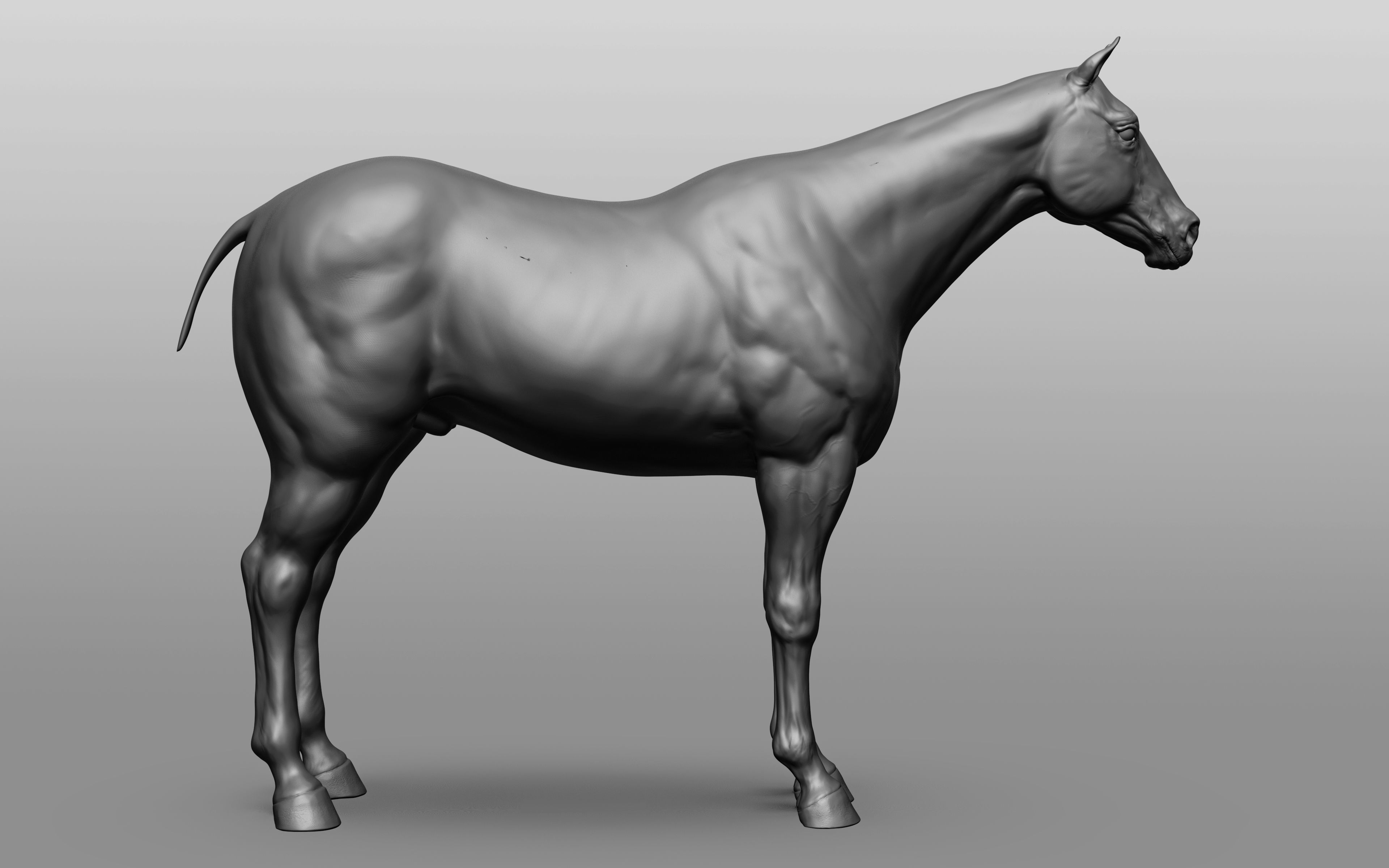 6 Horse types 3D model_77