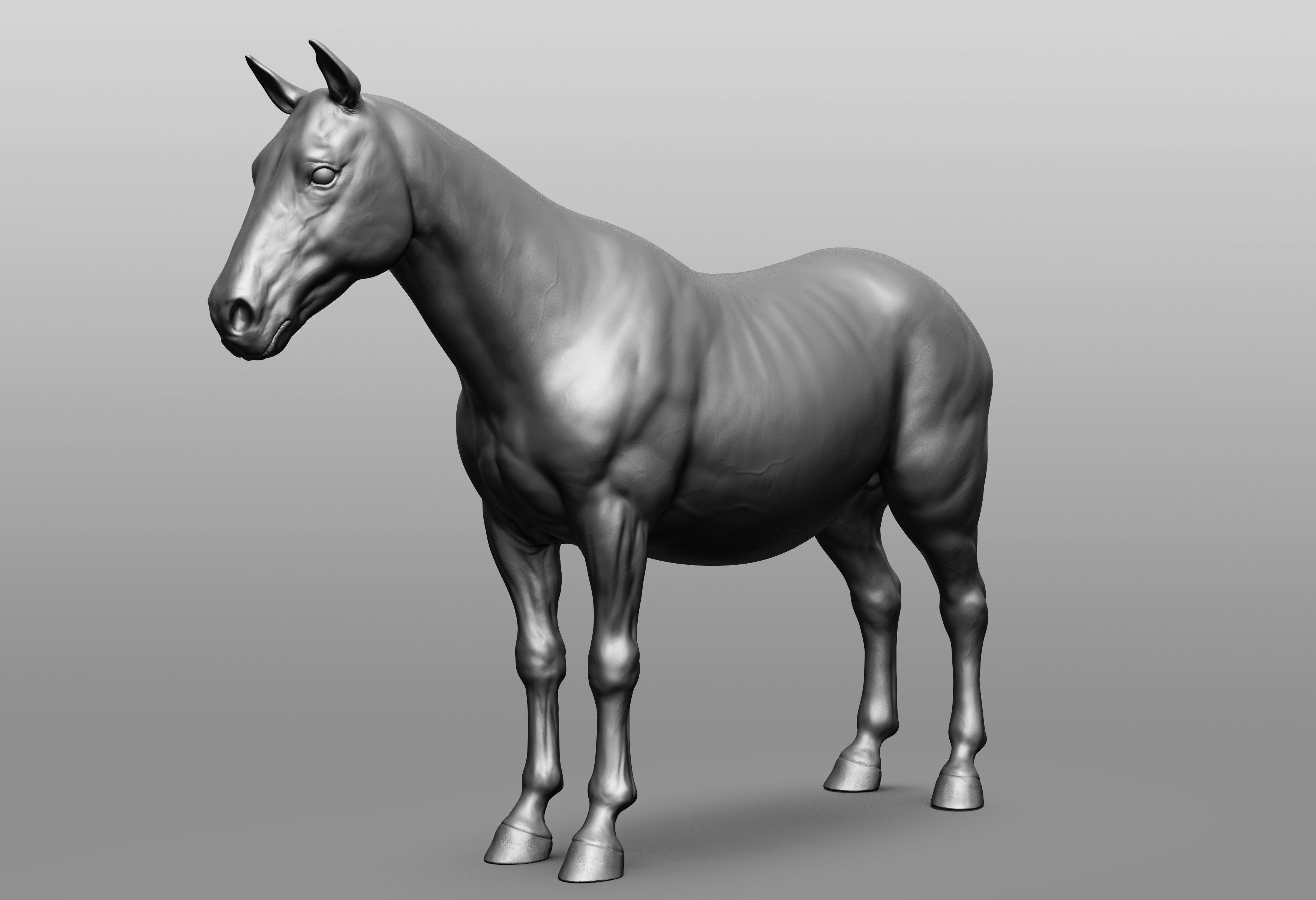 6 Horse types 3D model_105