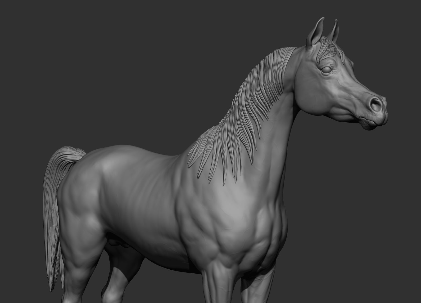 6 Horse types 3D model_29
