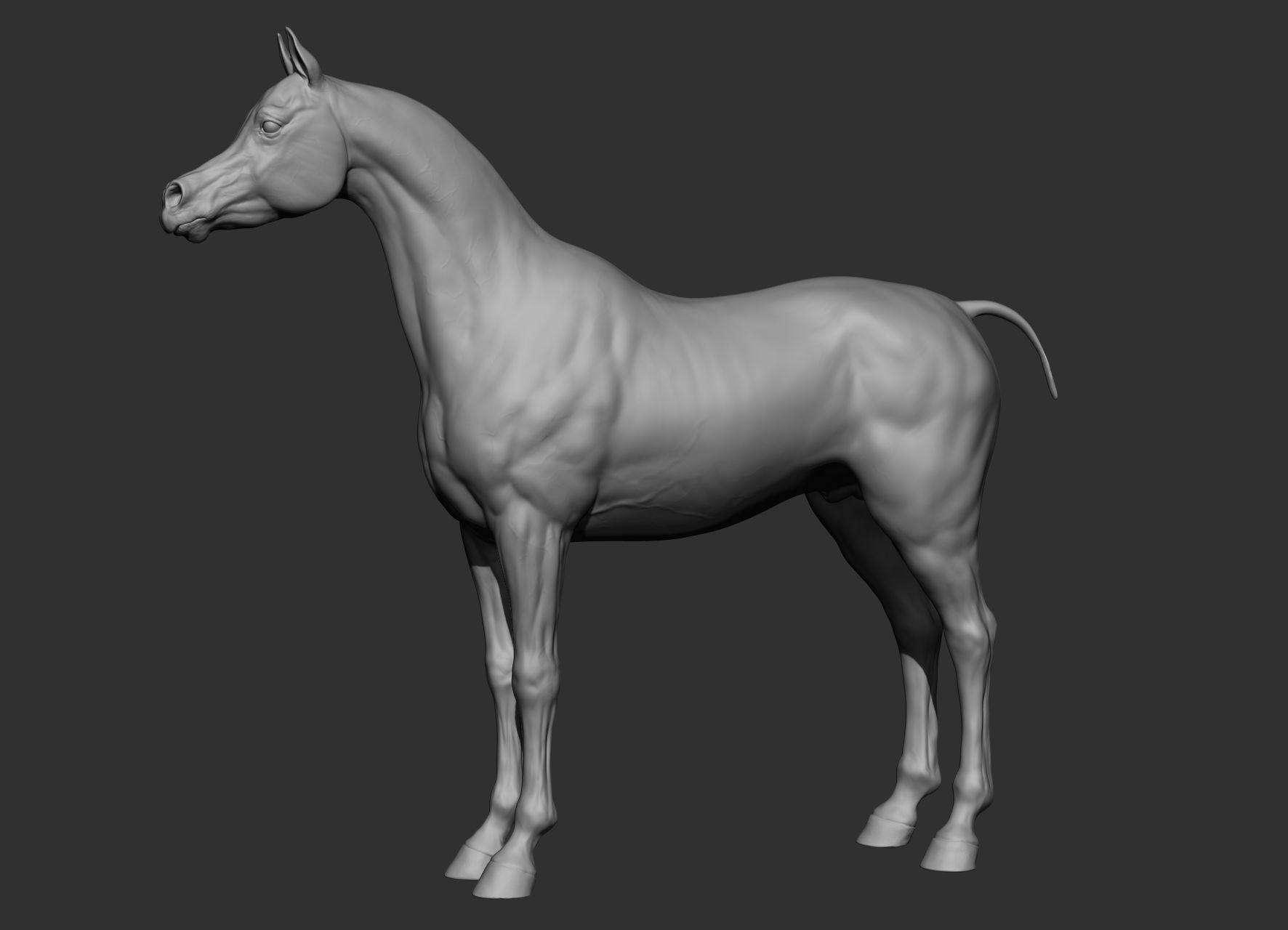6 Horse types 3D model_19