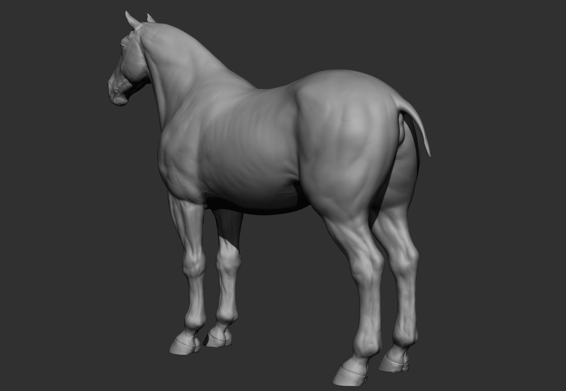 6 Horse types 3D model_66