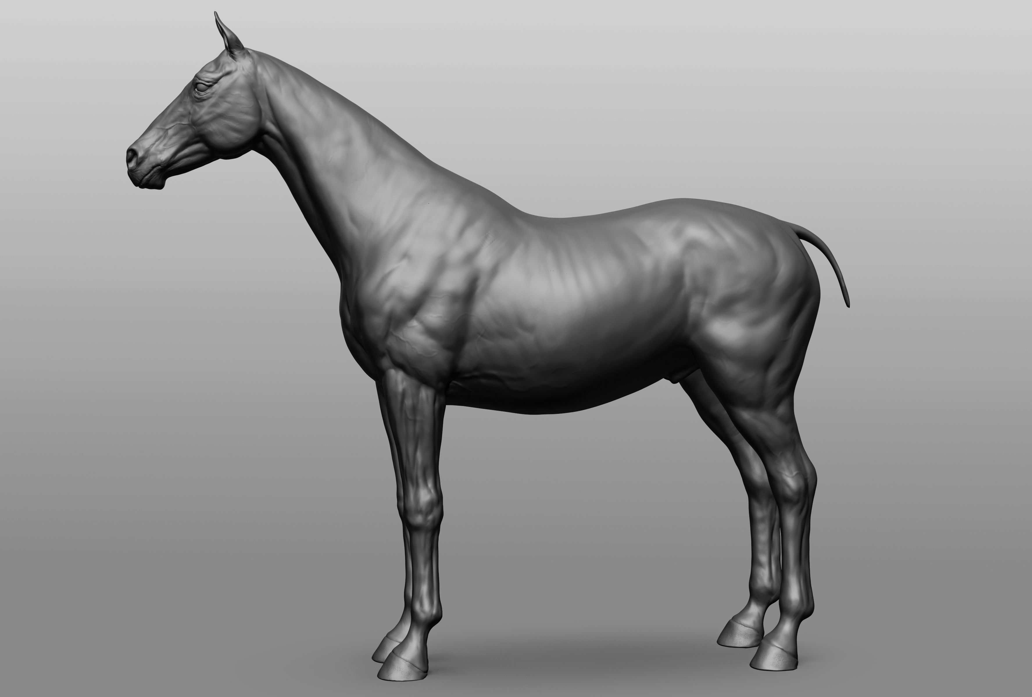 6 Horse types 3D model_31