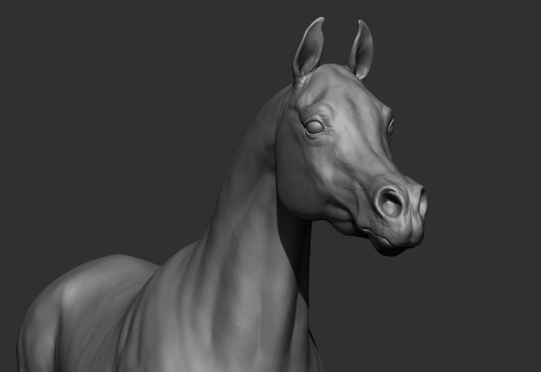 6 Horse types 3D model_28