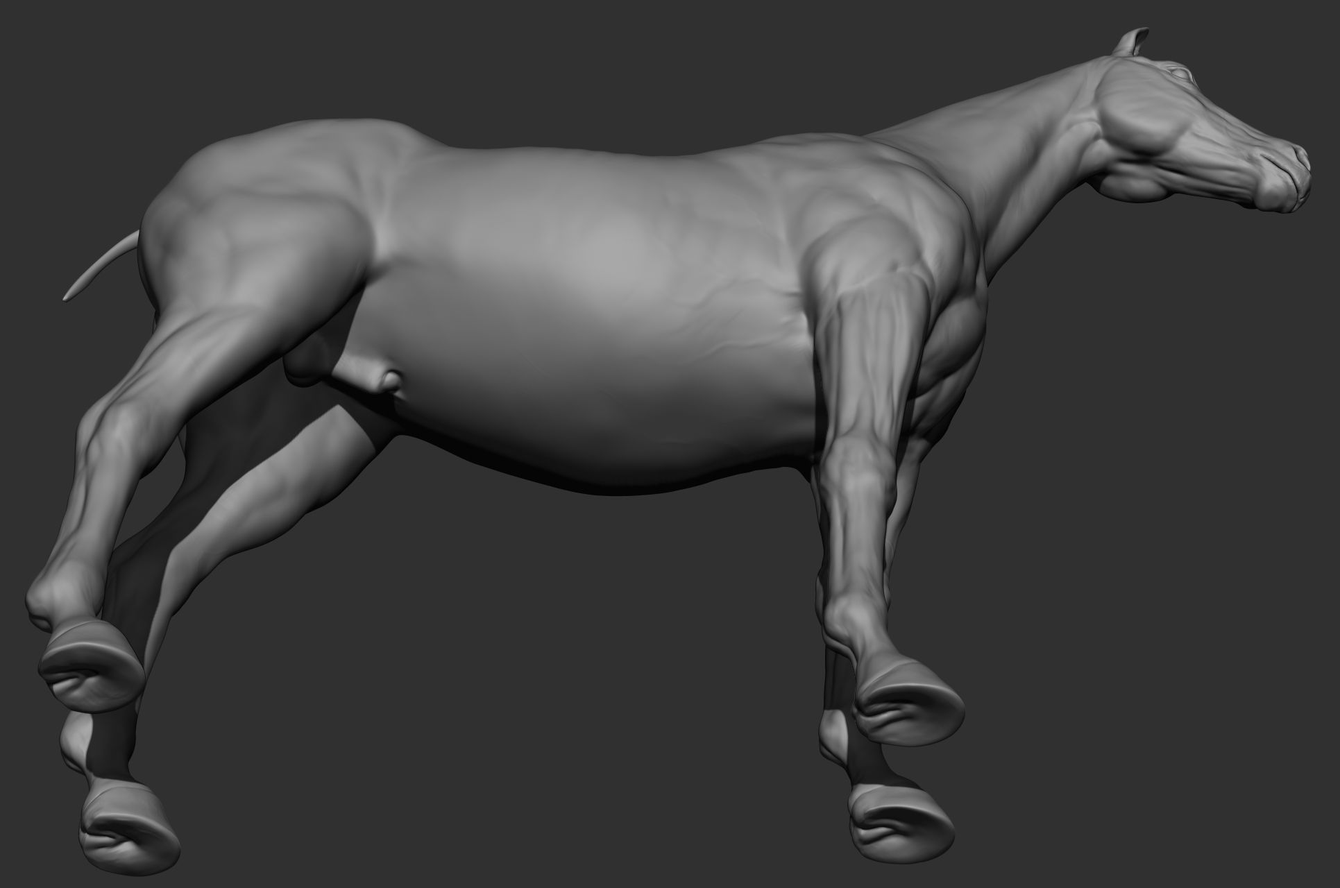 6 Horse types 3D model_52