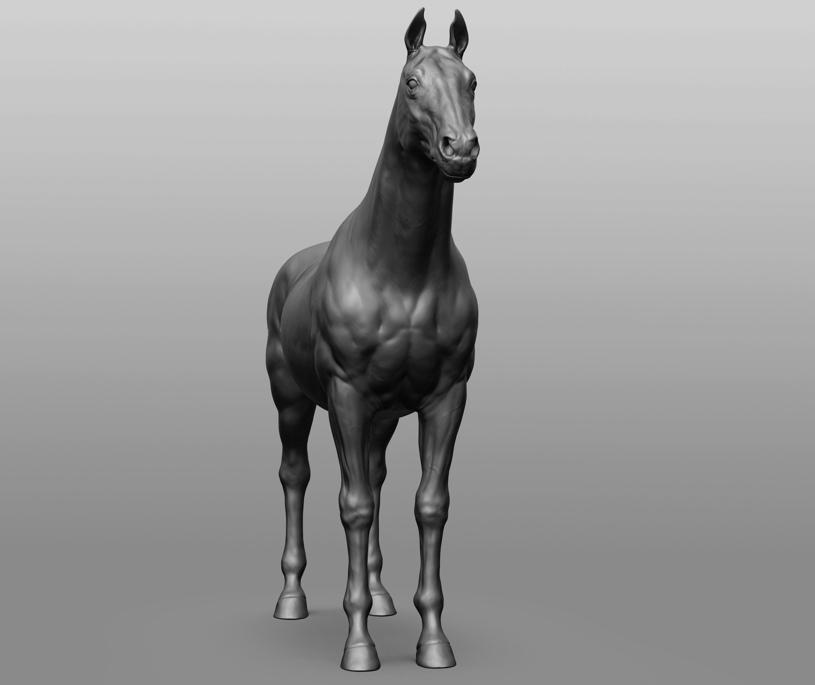 6 Horse types 3D model_36