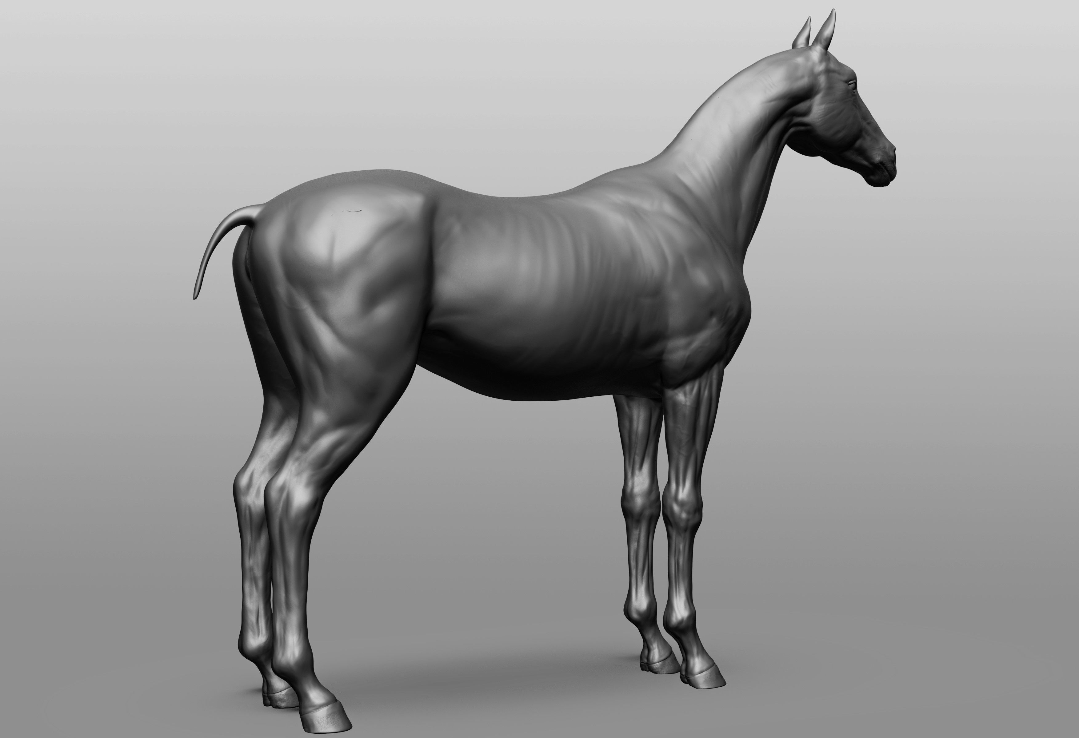 6 Horse types 3D model_94