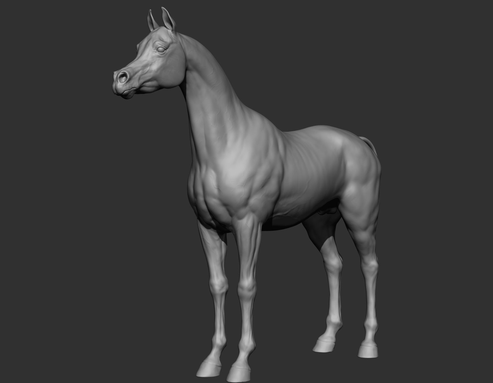 6 Horse types 3D model_18