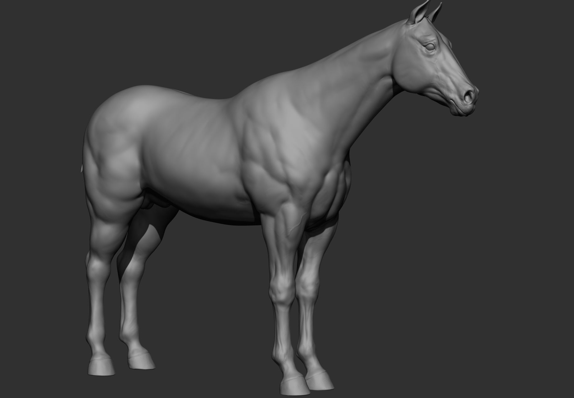 6 Horse types 3D model_84