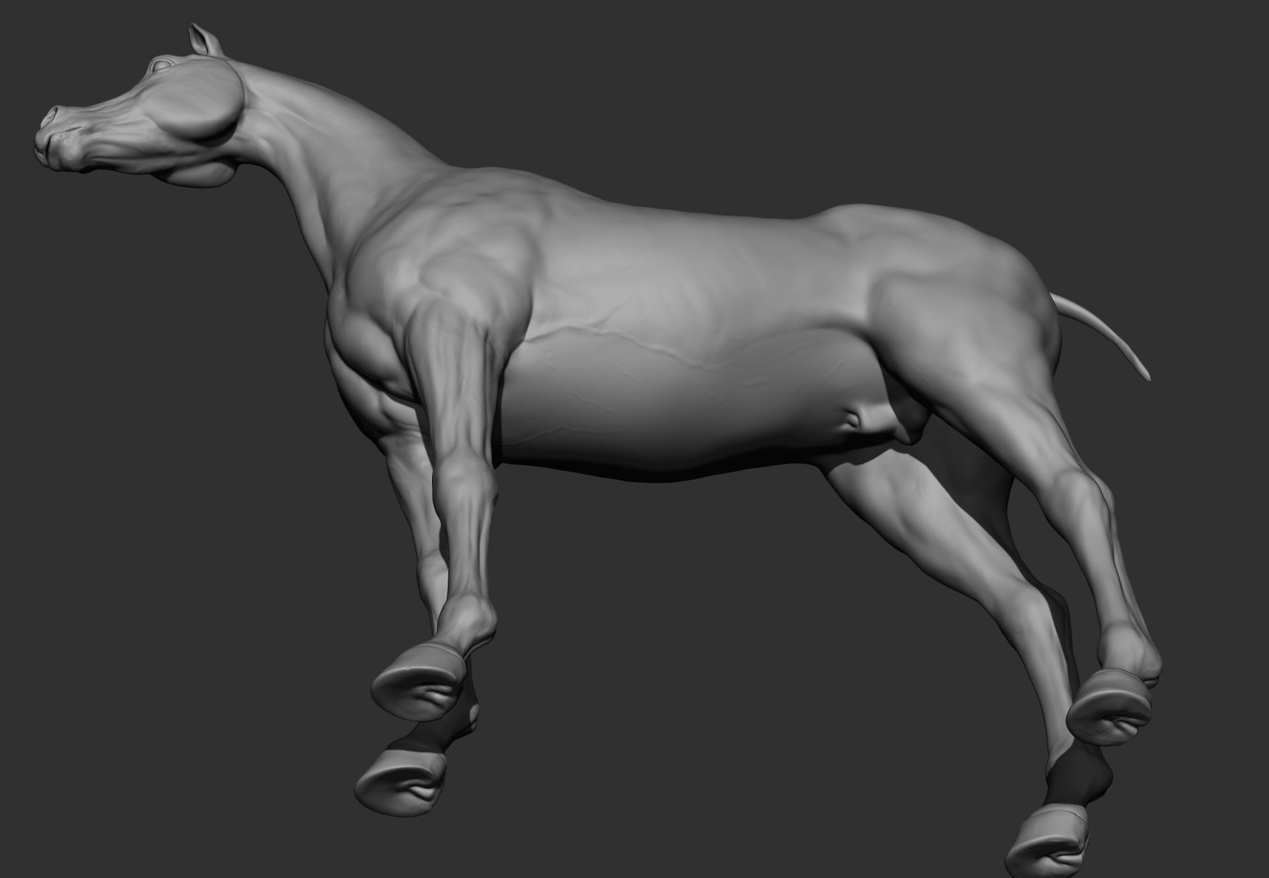 6 Horse types 3D model_24