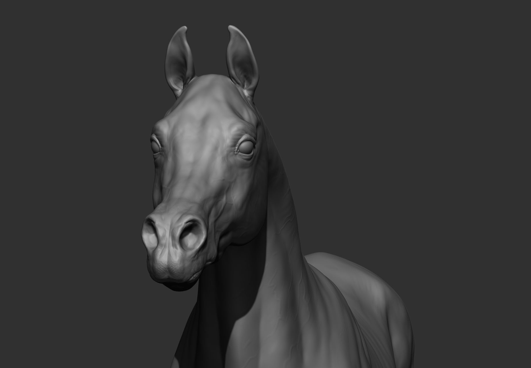 6 Horse types 3D model_26