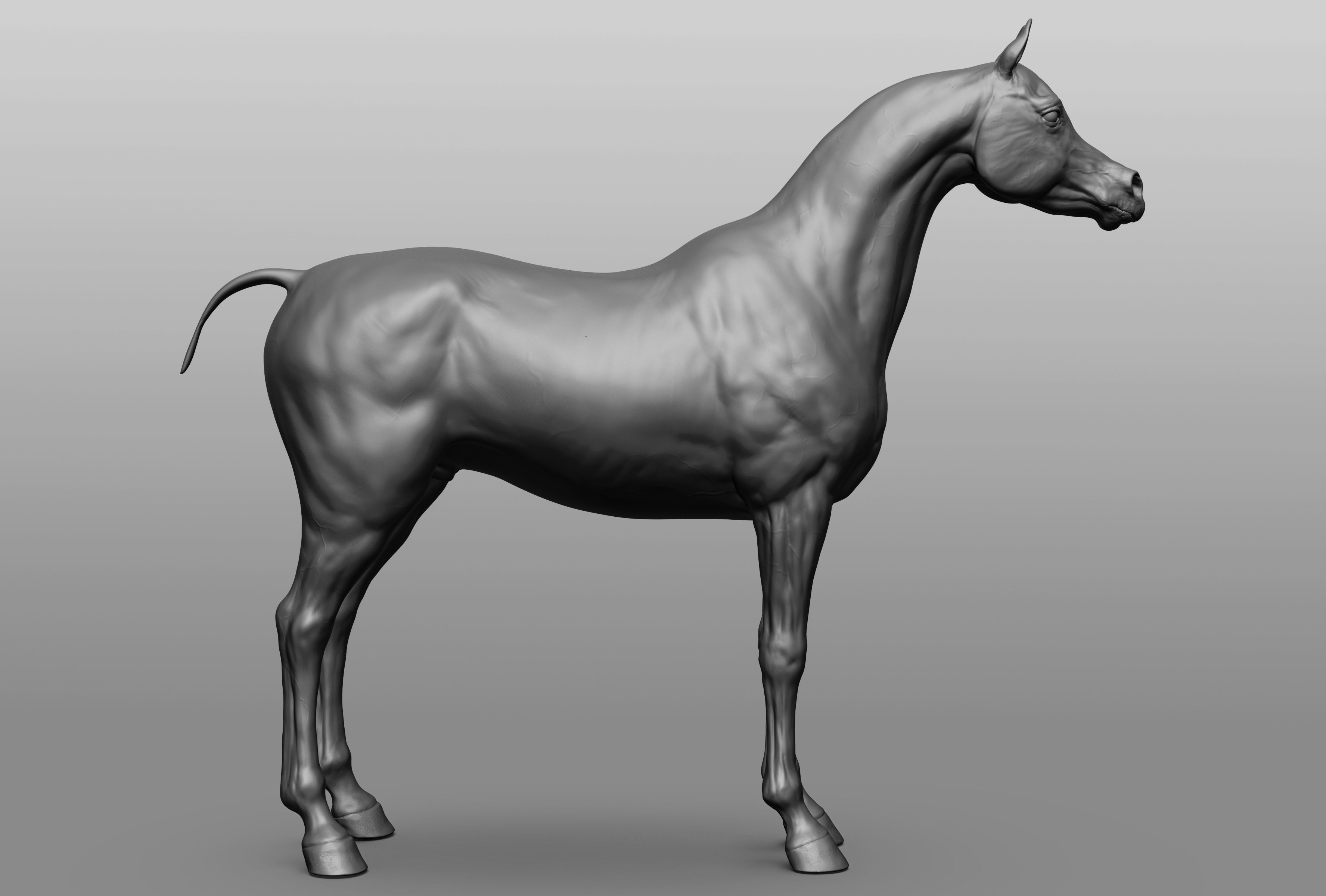 6 Horse types 3D model_7