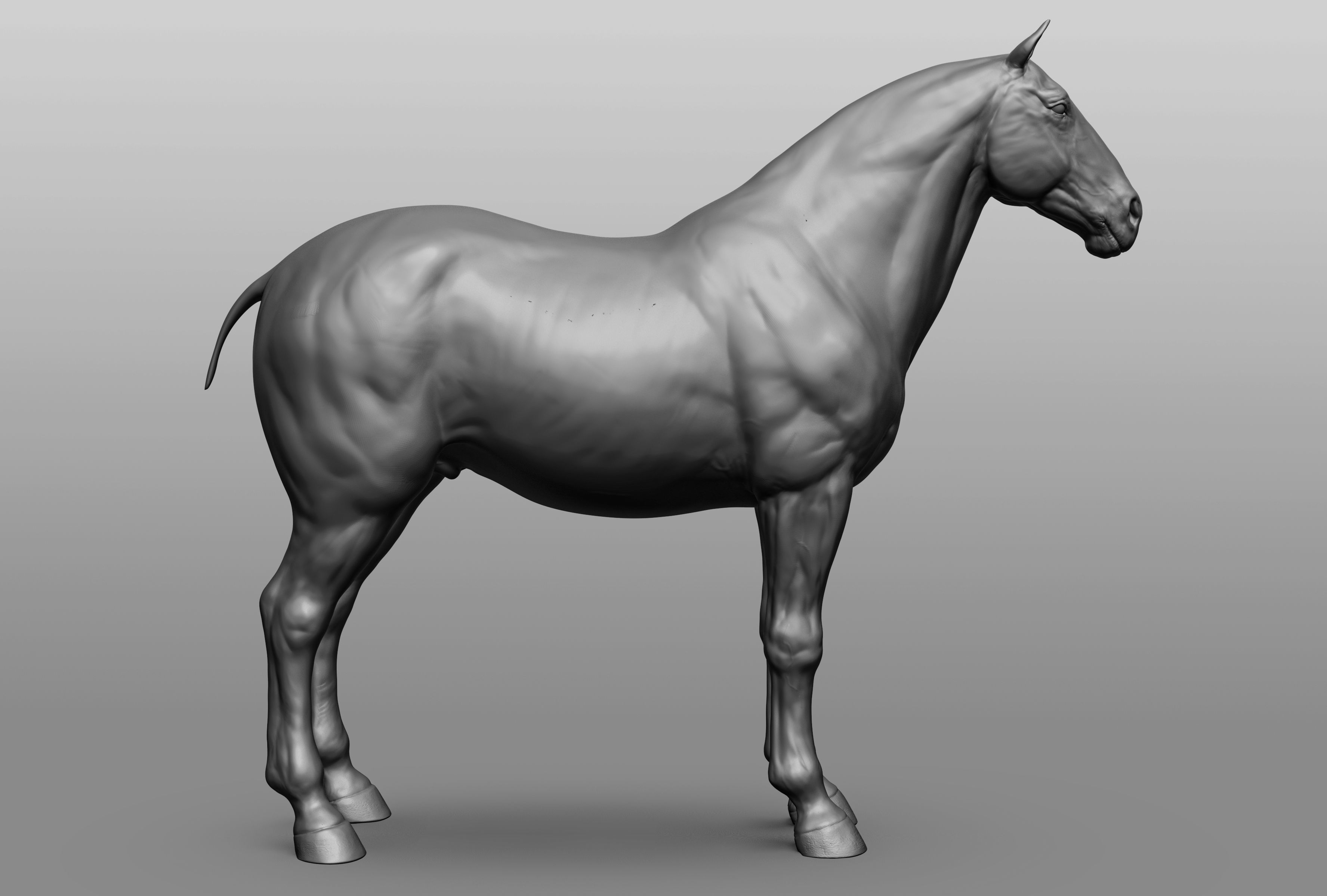 6 Horse types 3D model_58