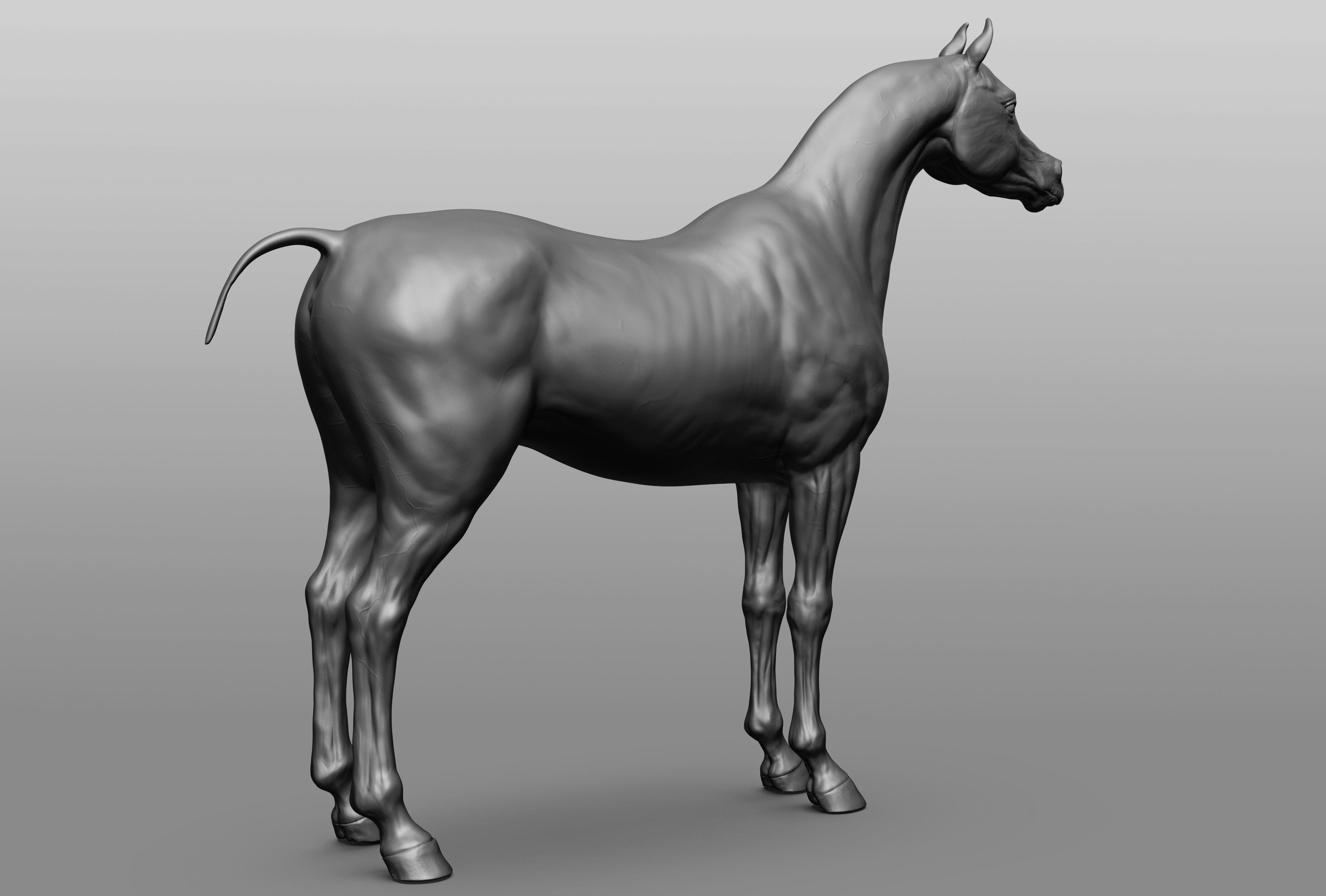 6 Horse types 3D model_6