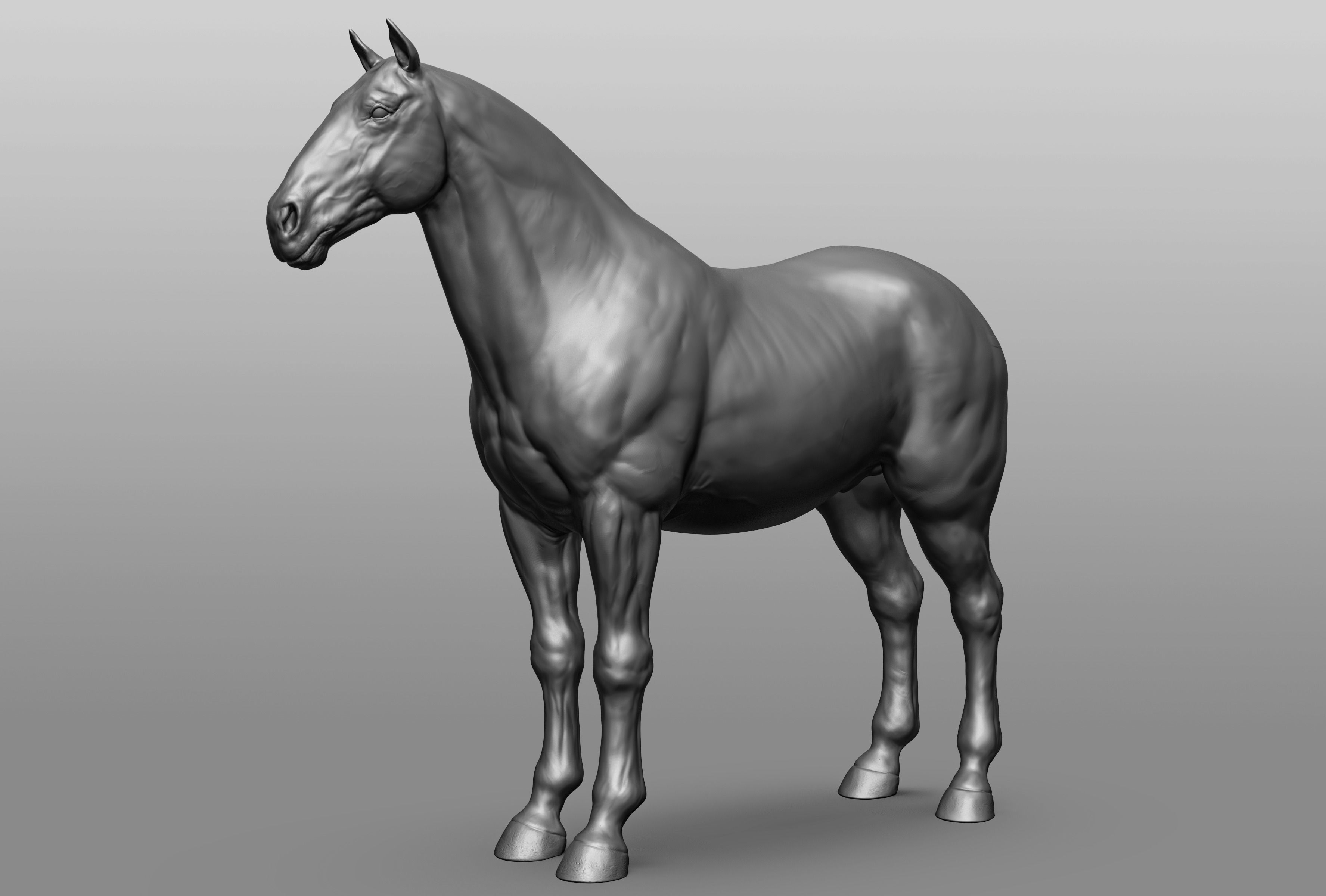 6 Horse types 3D model_55
