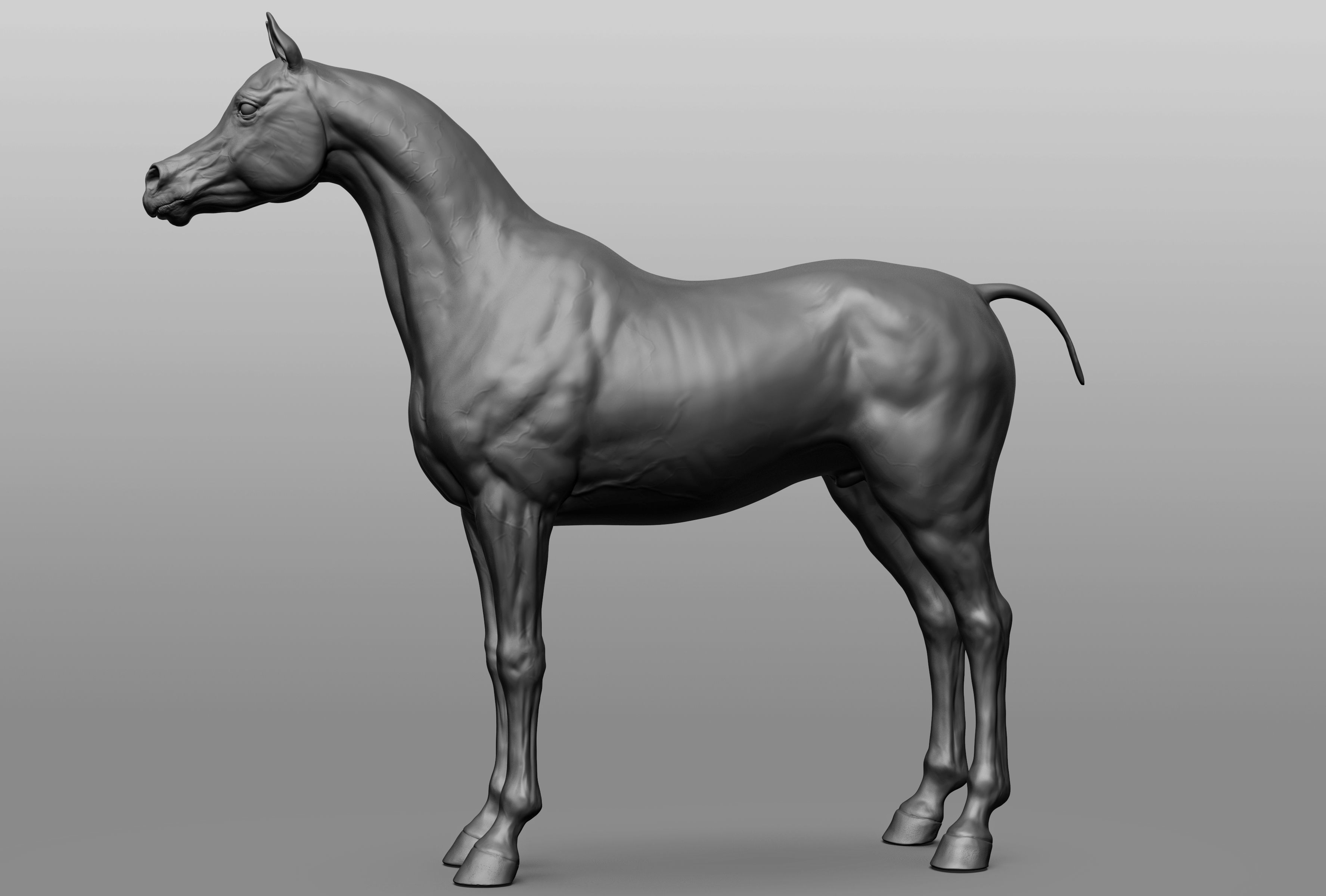 6 Horse types 3D model_4