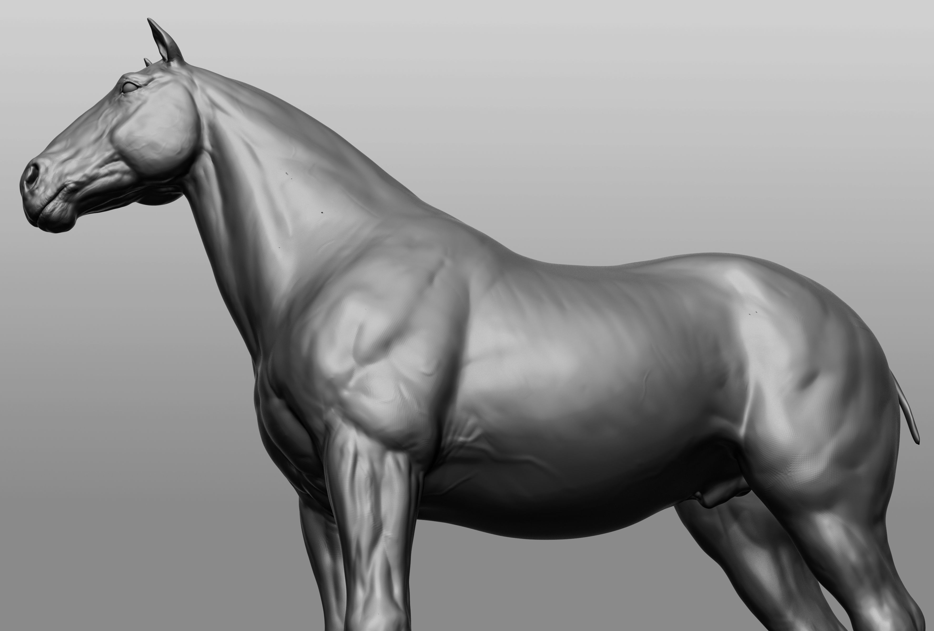 6 Horse types 3D model_62