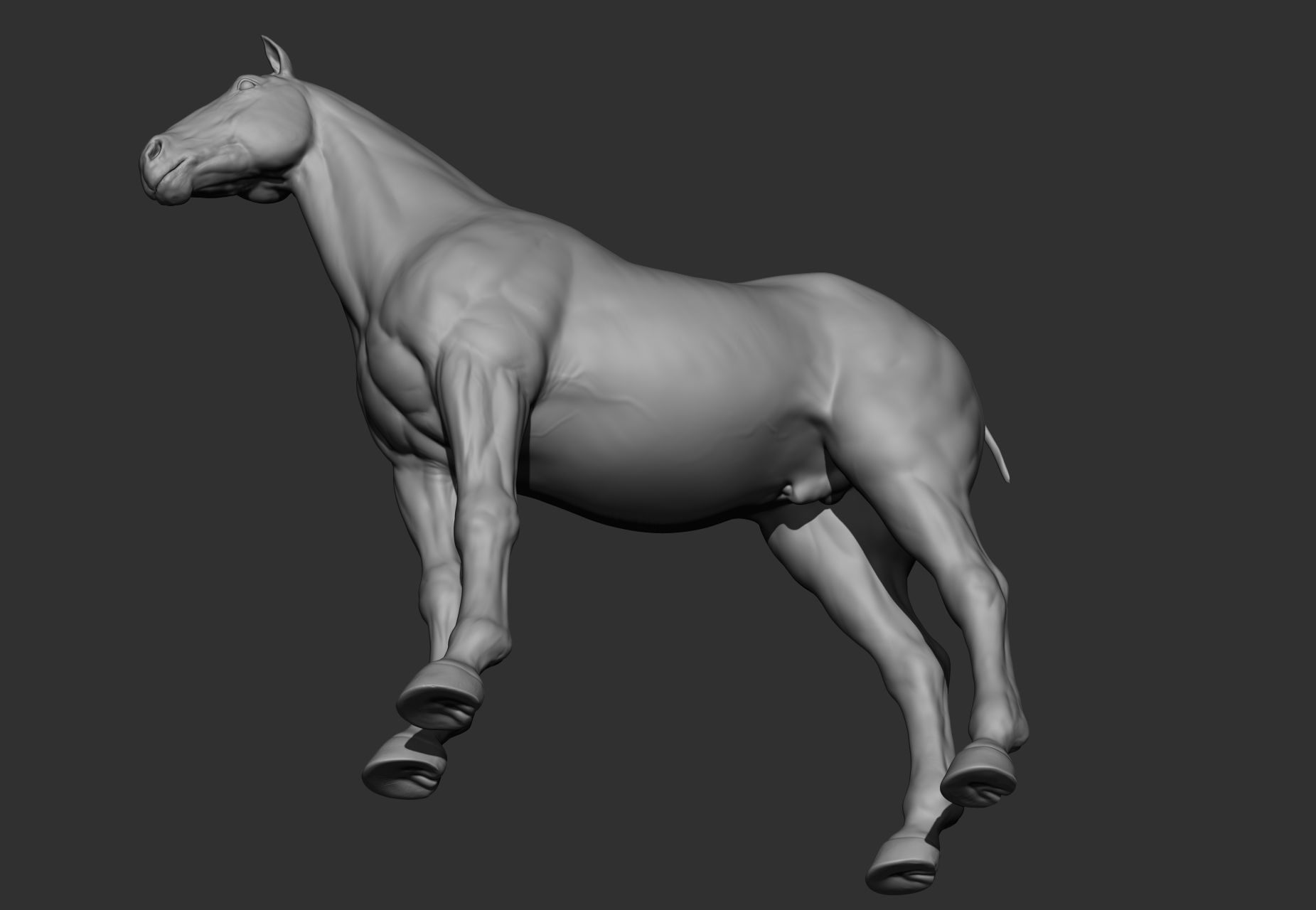 6 Horse types 3D model_68