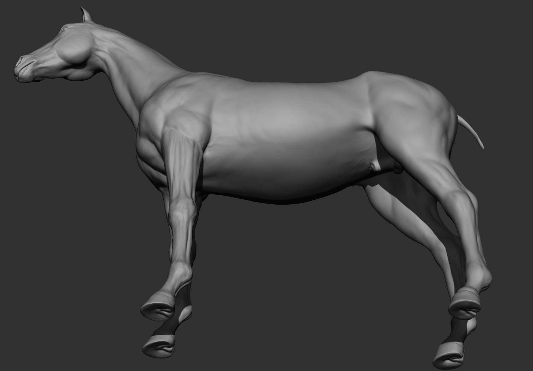 6 Horse types 3D model_103