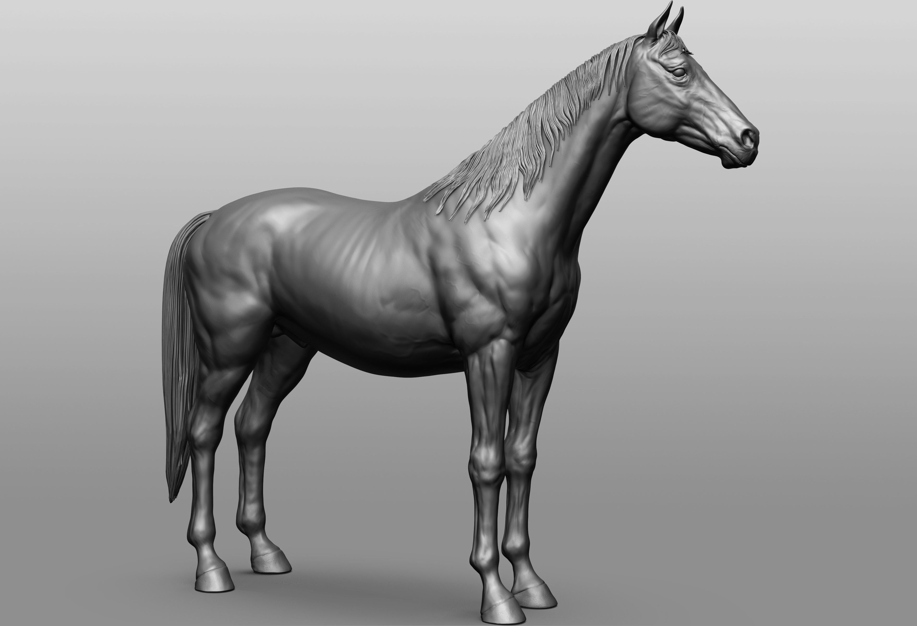 6 Horse types 3D model_43