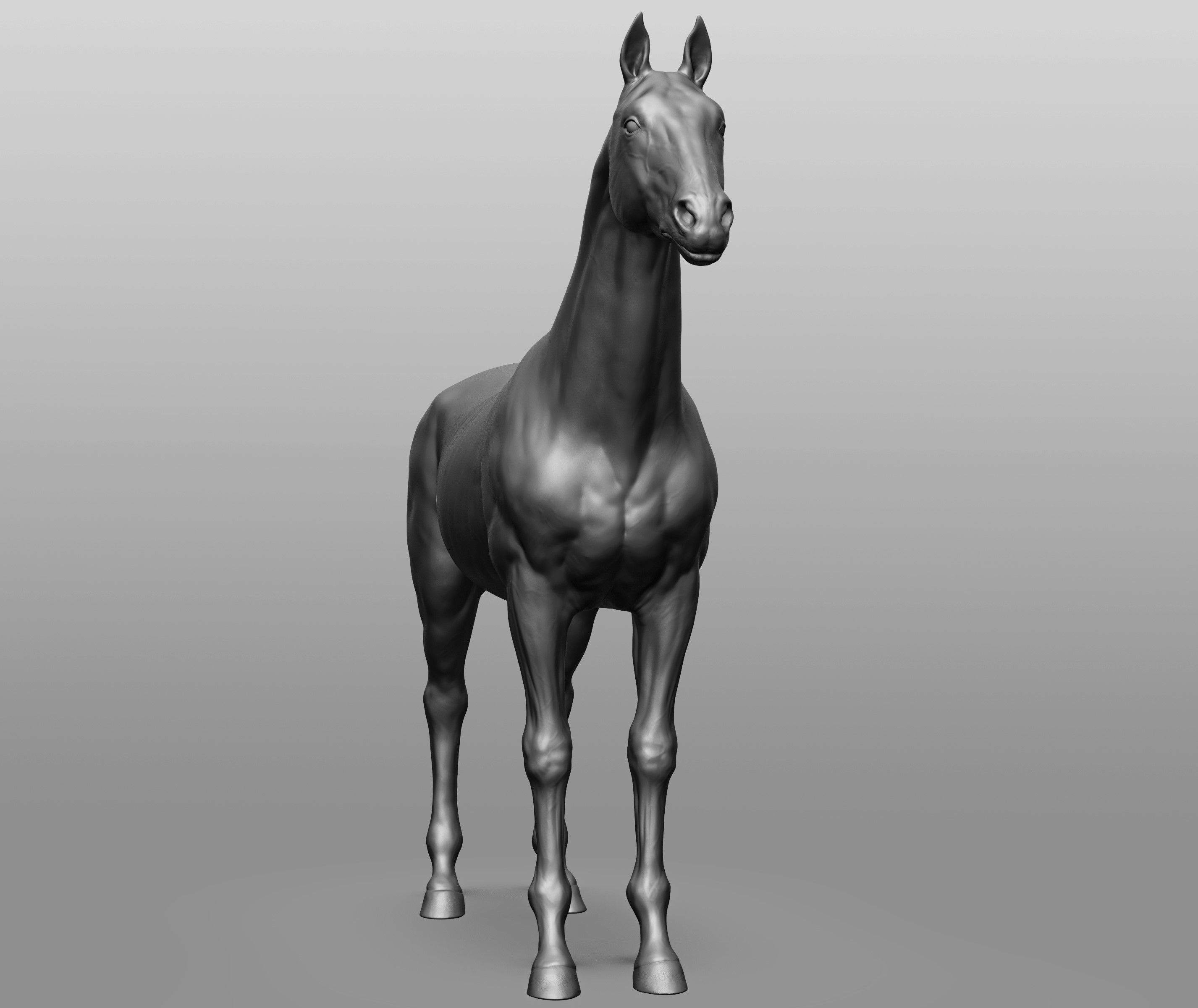 6 Horse types 3D model_95