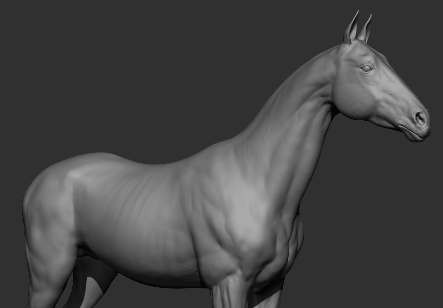 6 Horse types 3D model_102
