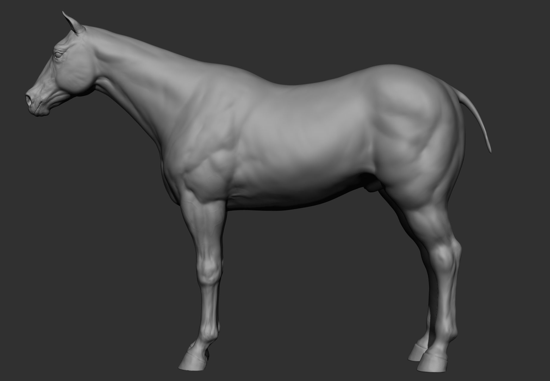 6 Horse types 3D model_83
