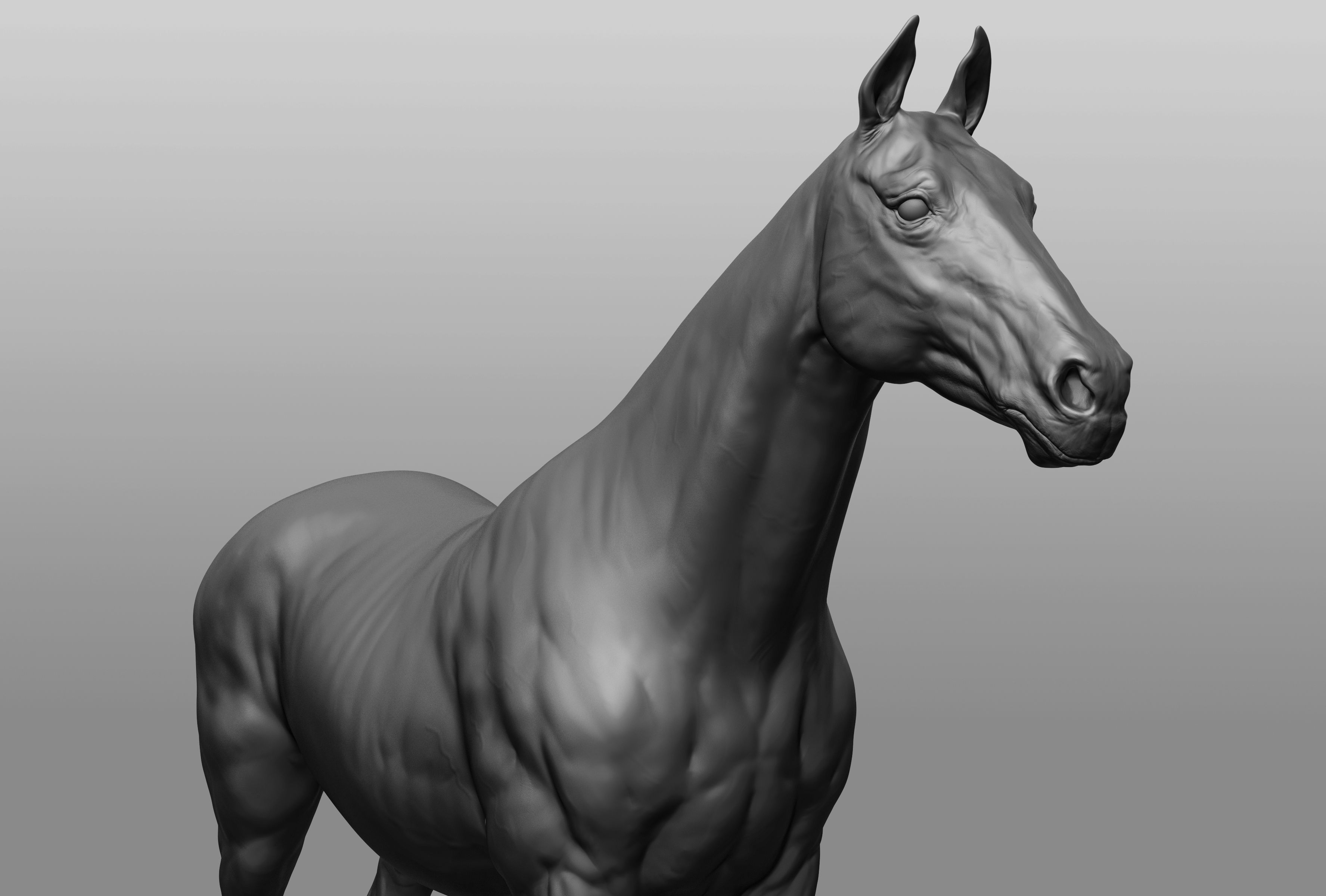 6 Horse types 3D model_37