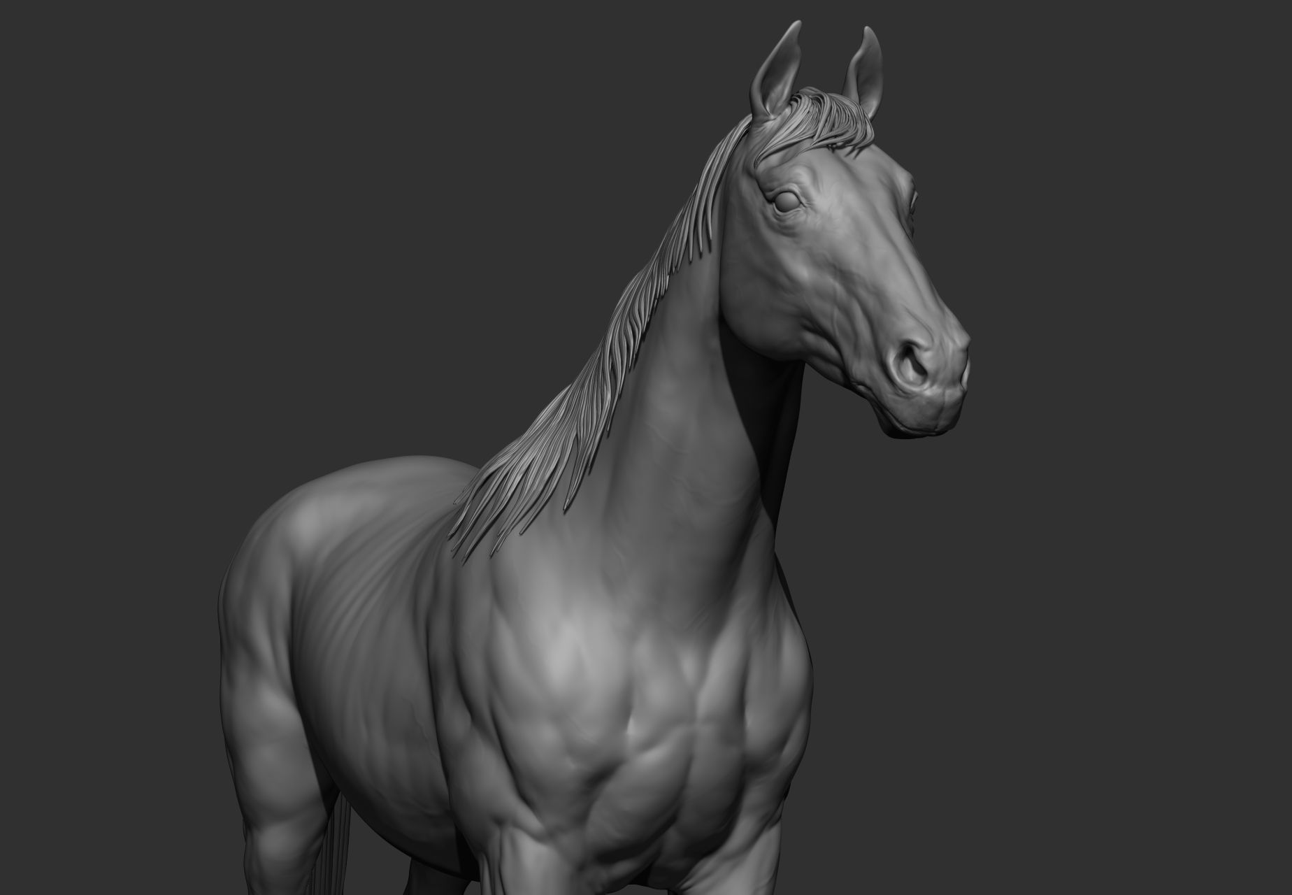 6 Horse types 3D model_54