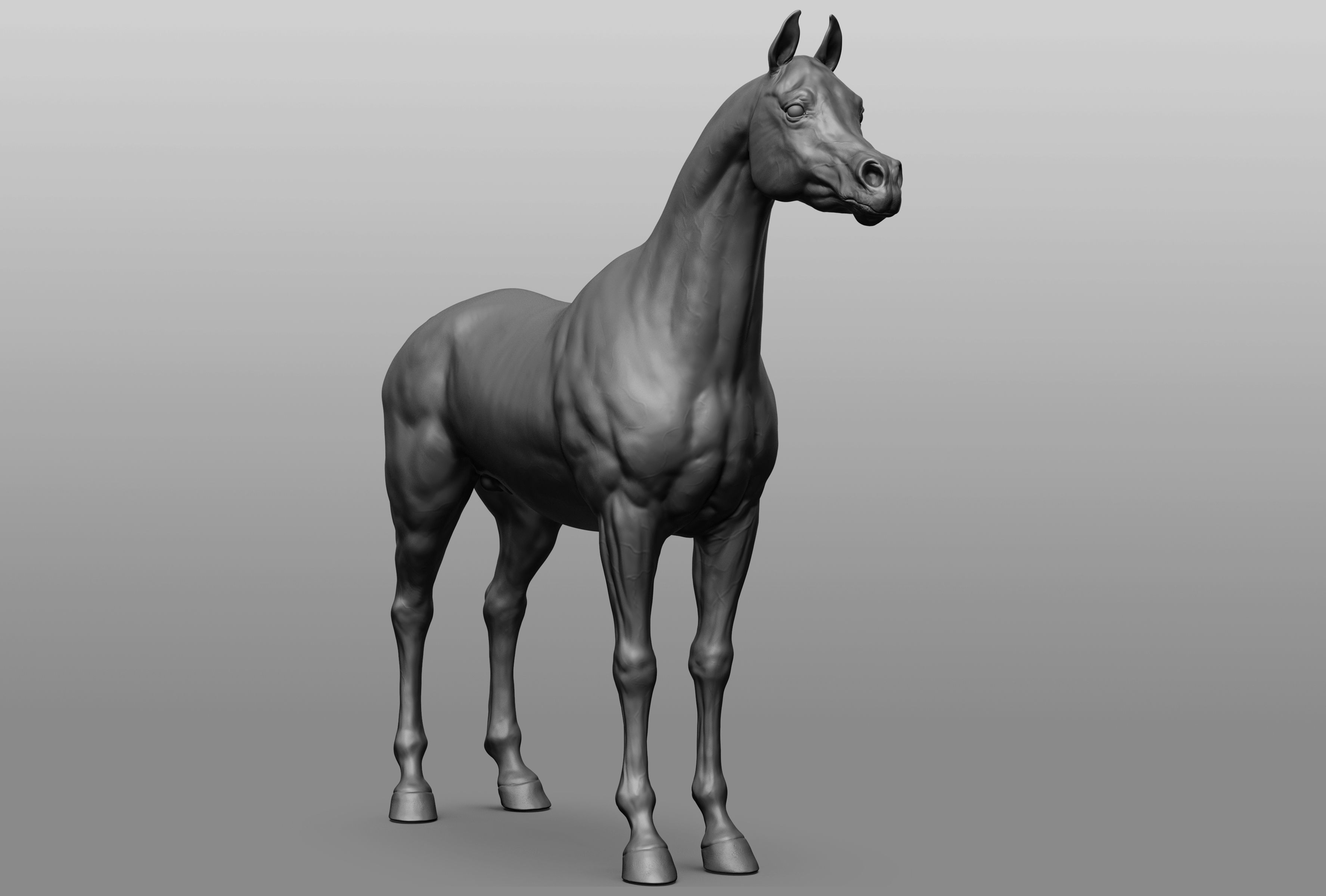 6 Horse types 3D model_8