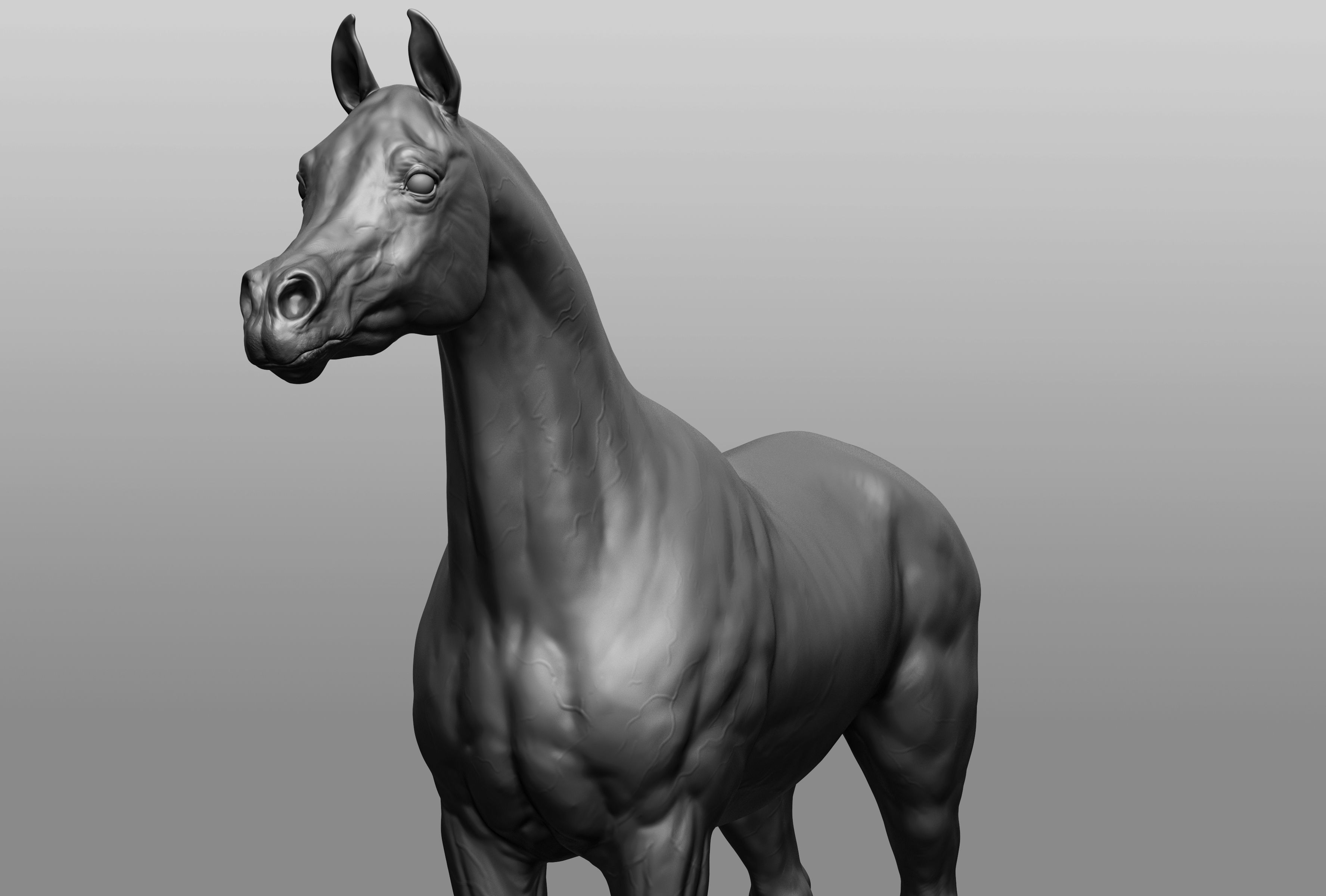 6 Horse types 3D model_12