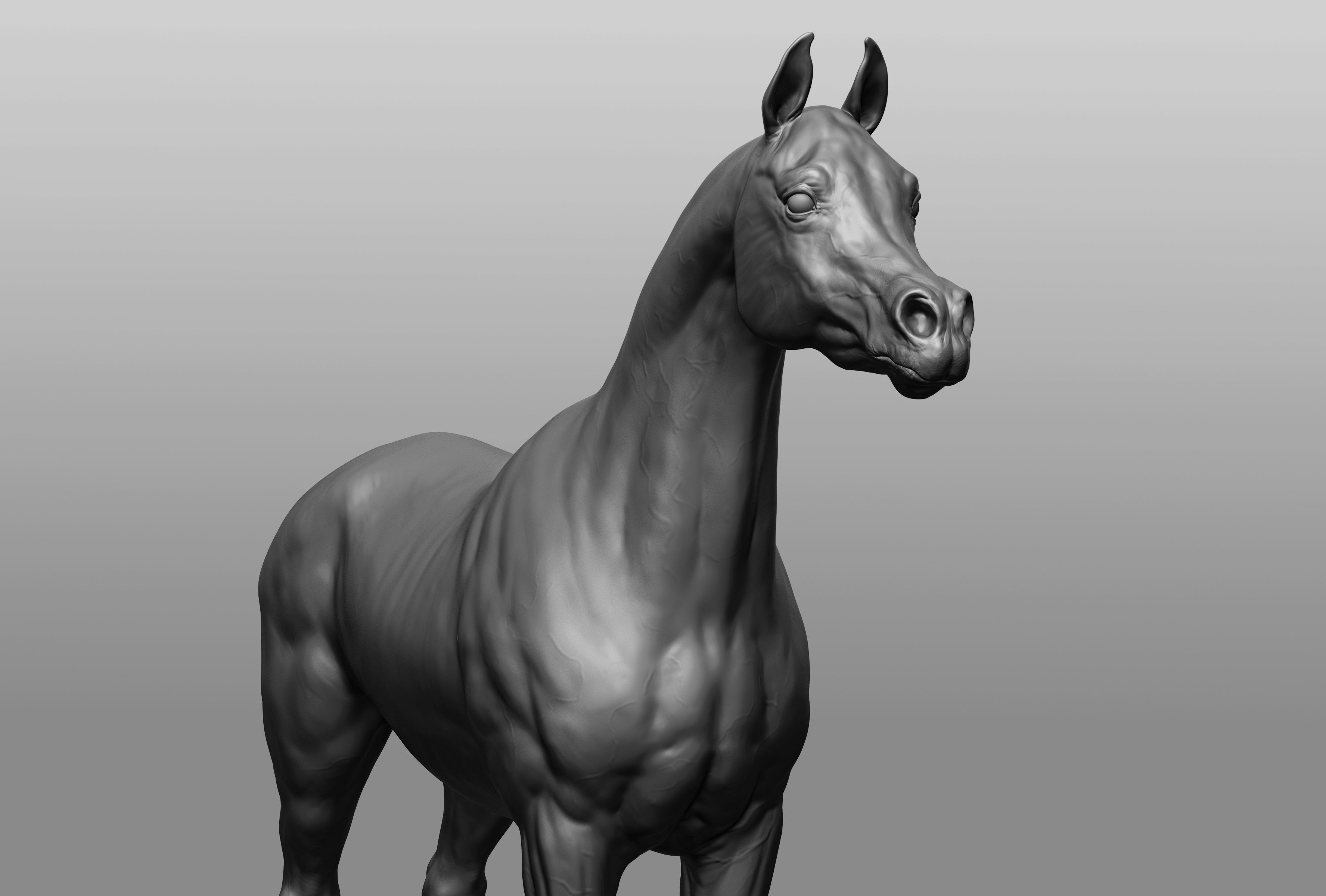 6 Horse types 3D model_10