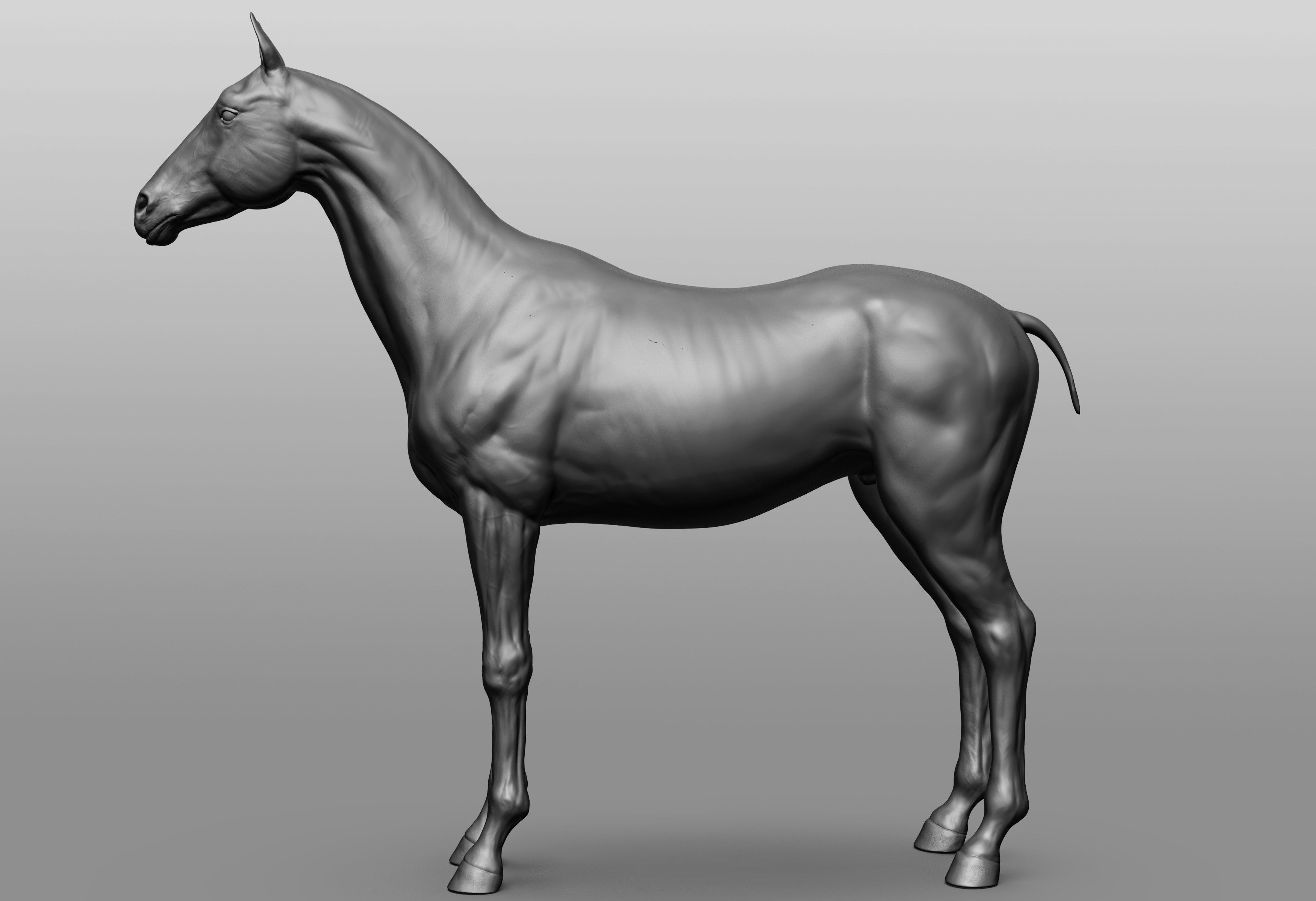 6 Horse types 3D model_92