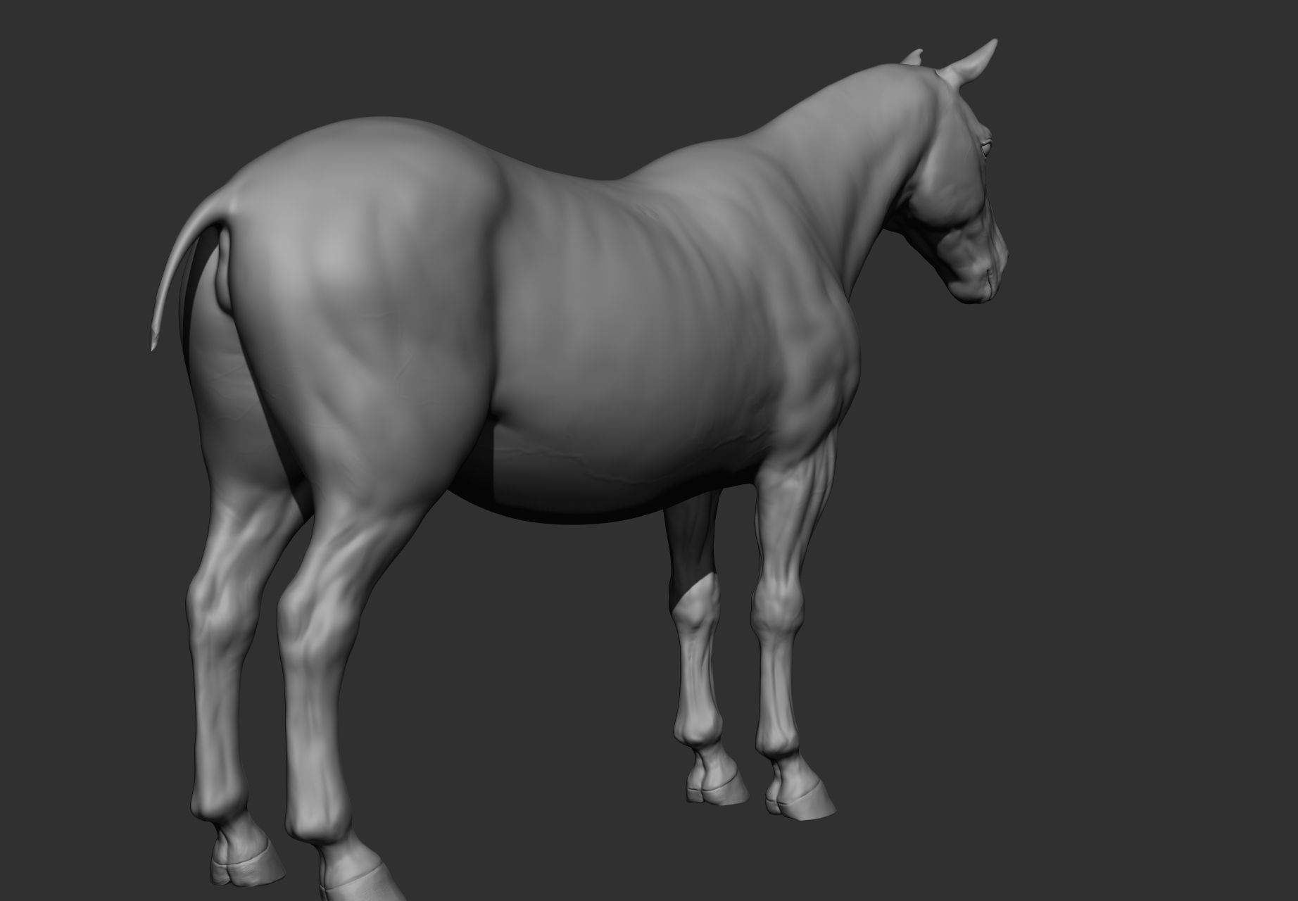 6 Horse types 3D model_114