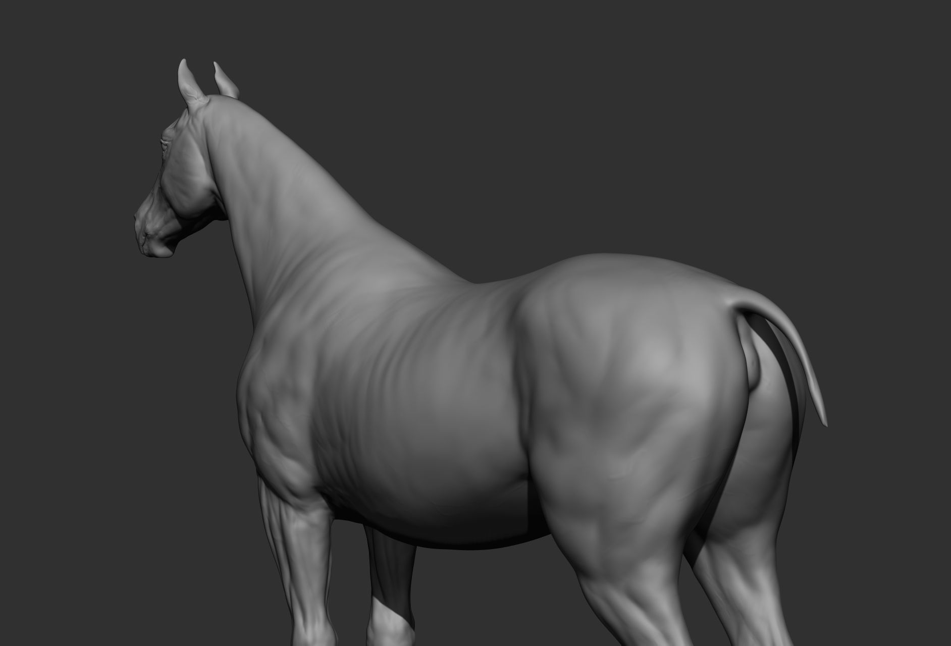 6 Horse types 3D model_51