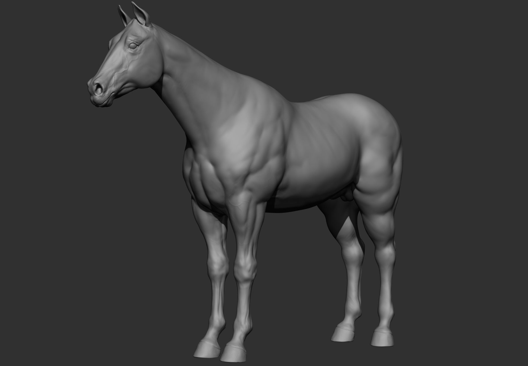 6 Horse types 3D model_82