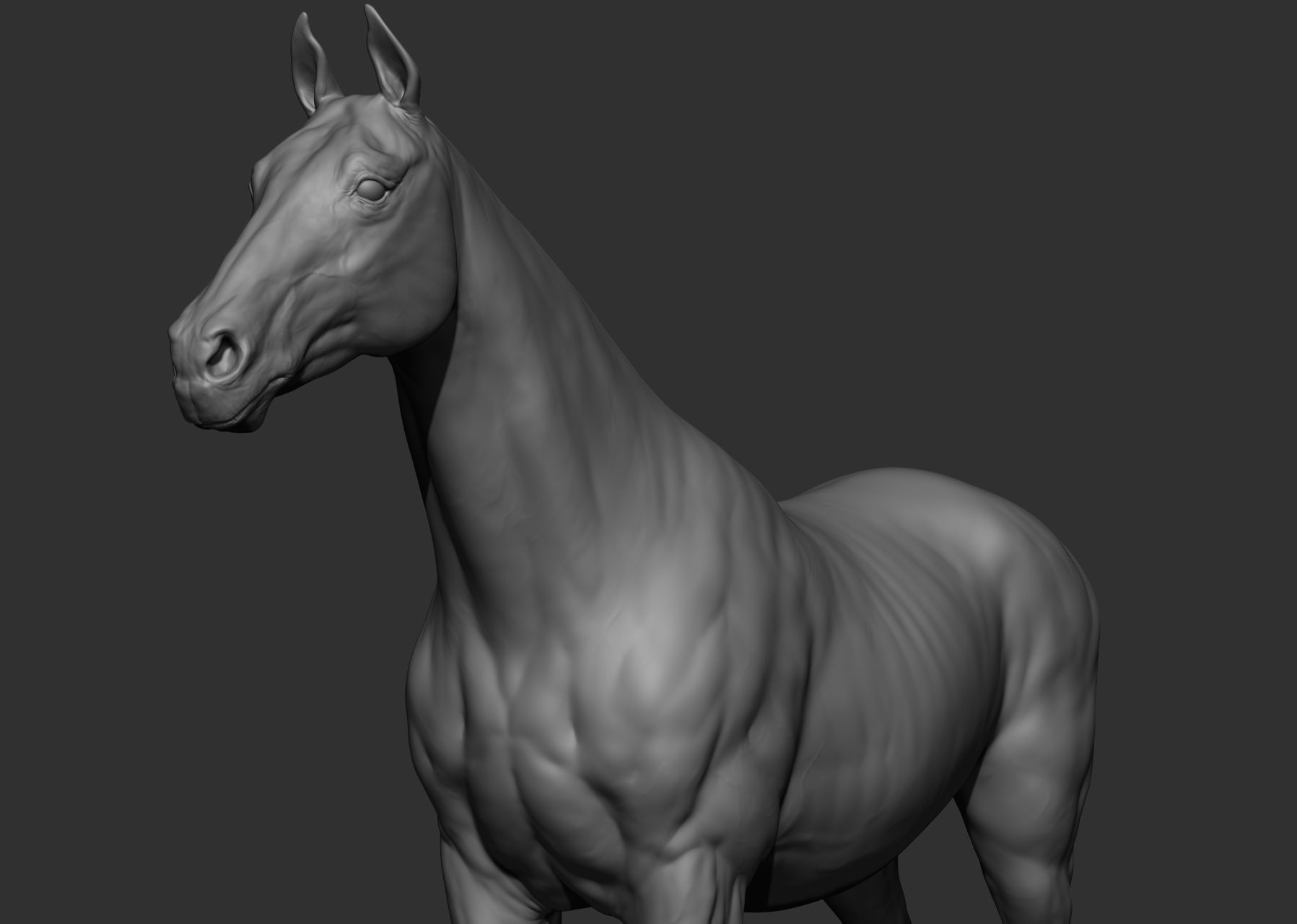 6 Horse types 3D model_46