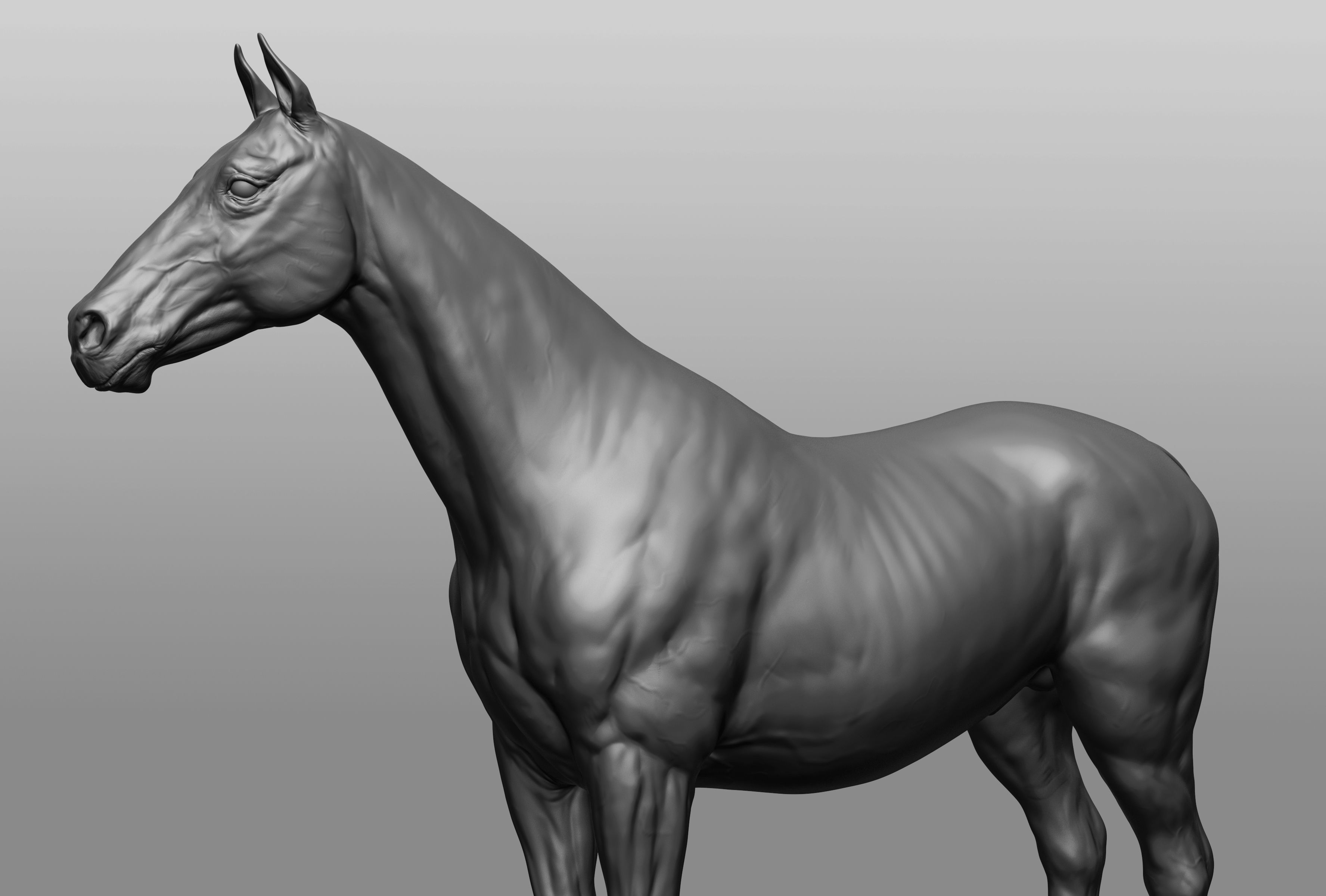 6 Horse types 3D model_40
