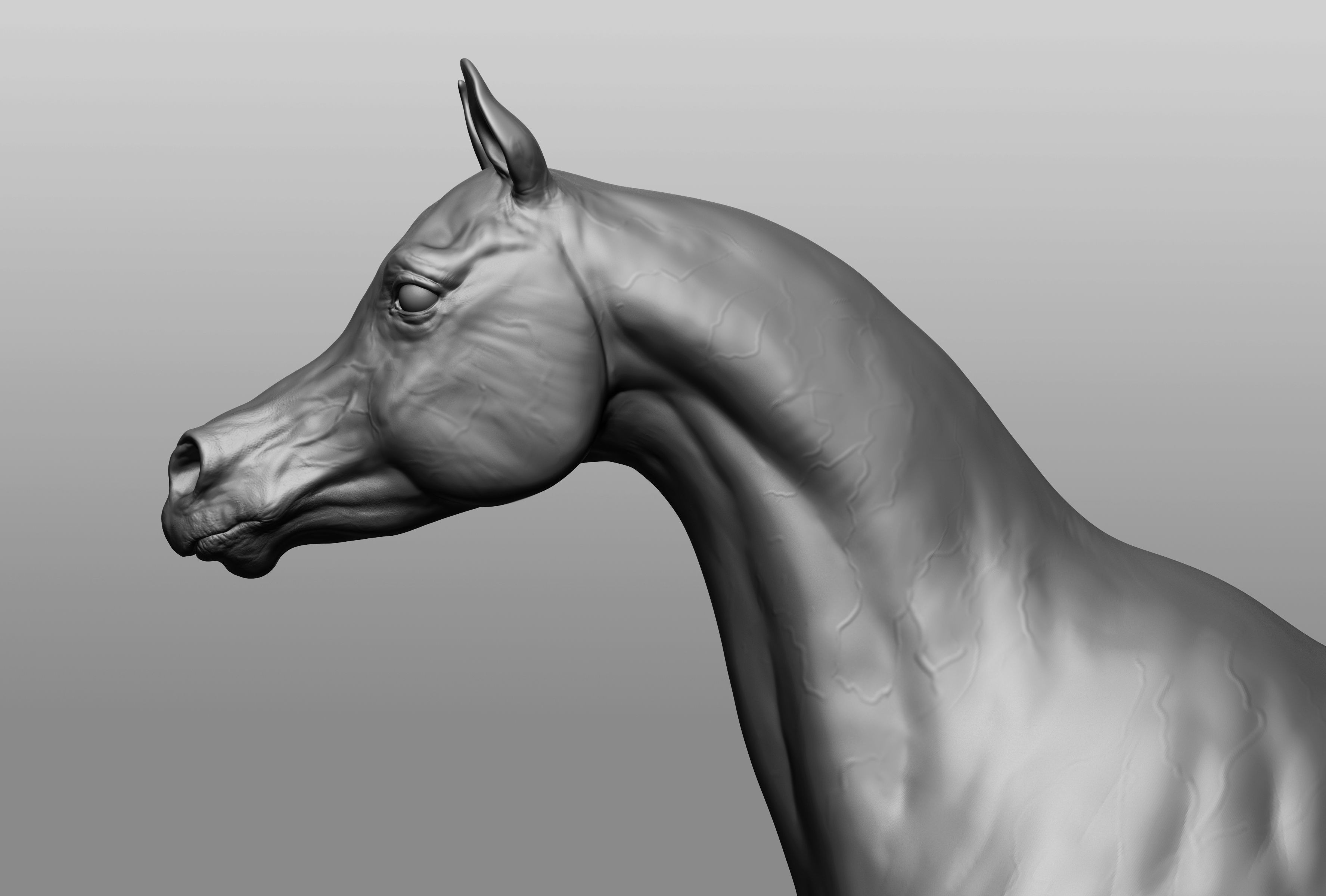6 Horse types 3D model_15