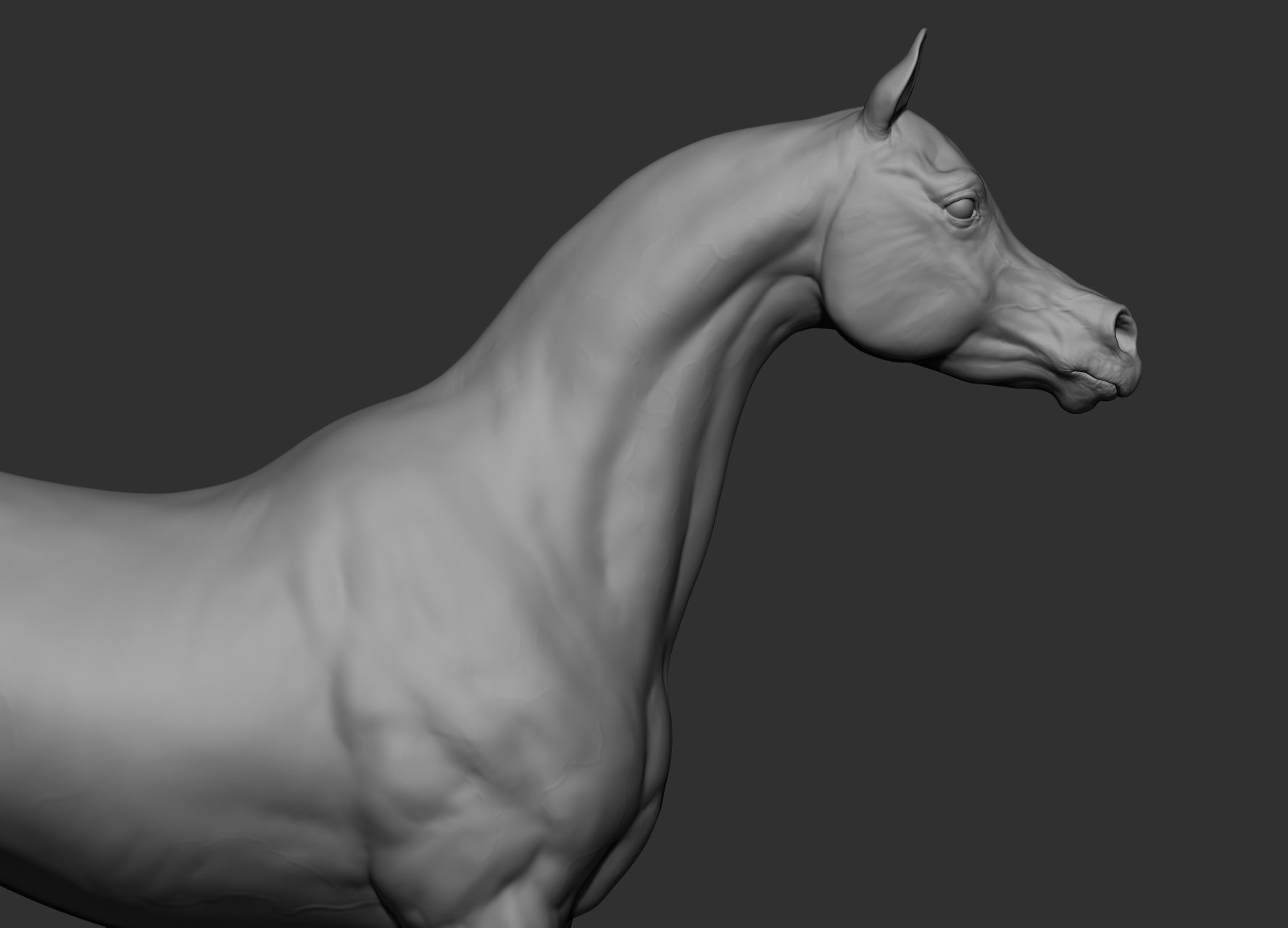6 Horse types 3D model_25