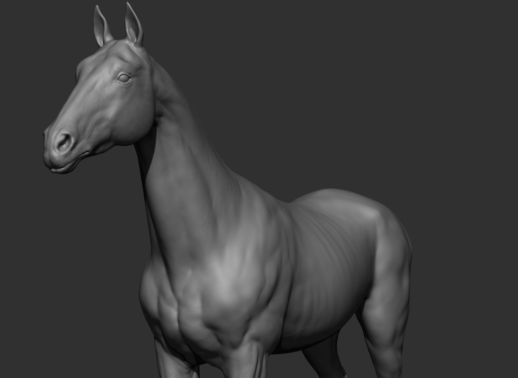 6 Horse types 3D model_101