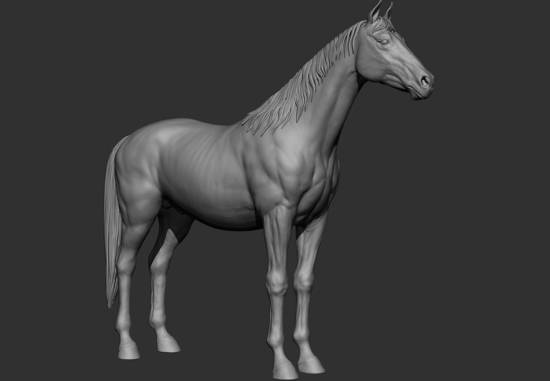 6 Horse types 3D model_53