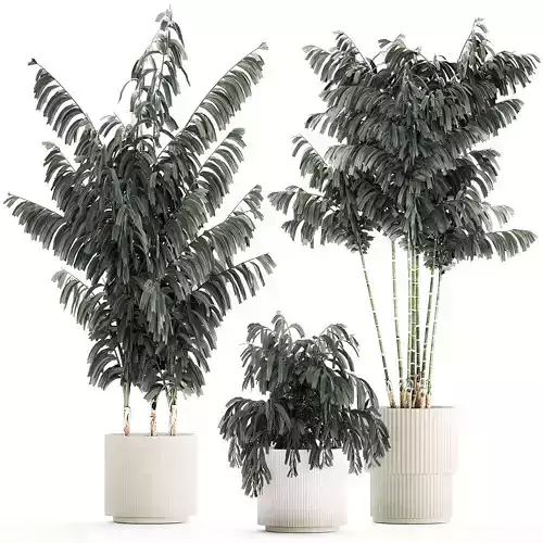 Beautiful exotic Caryota palm tree in a flowerpot 1257