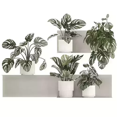Wall Shelf With Monstera In Pots Vertical Garden 1259