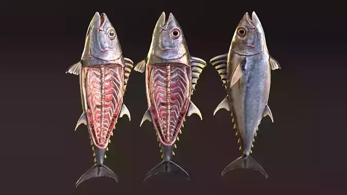 Butchered Bluefin Tuna Fish set and lods Low-poly 3D model