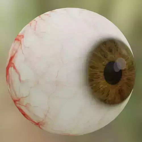 Human eye Photorealistic 3D model