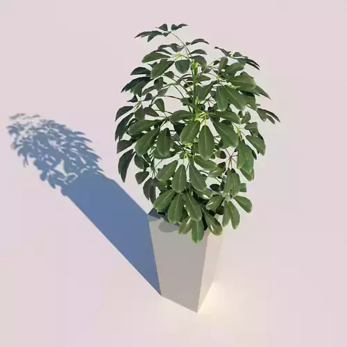 Schefflera Green Plant