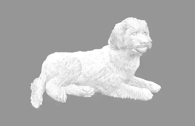 Labradoodle Dog with Ball 